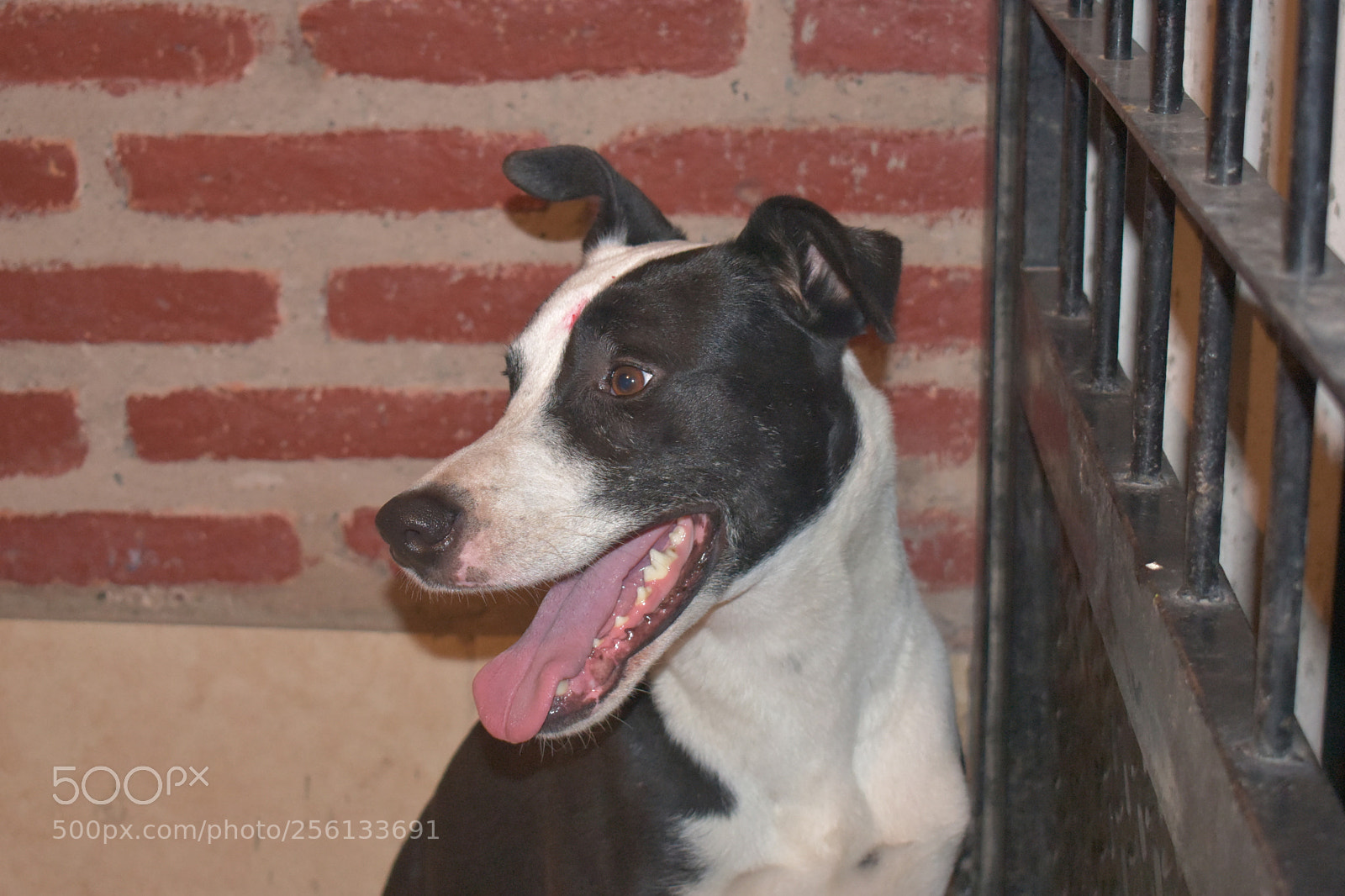 Nikon D3400 sample photo. Dogs photography