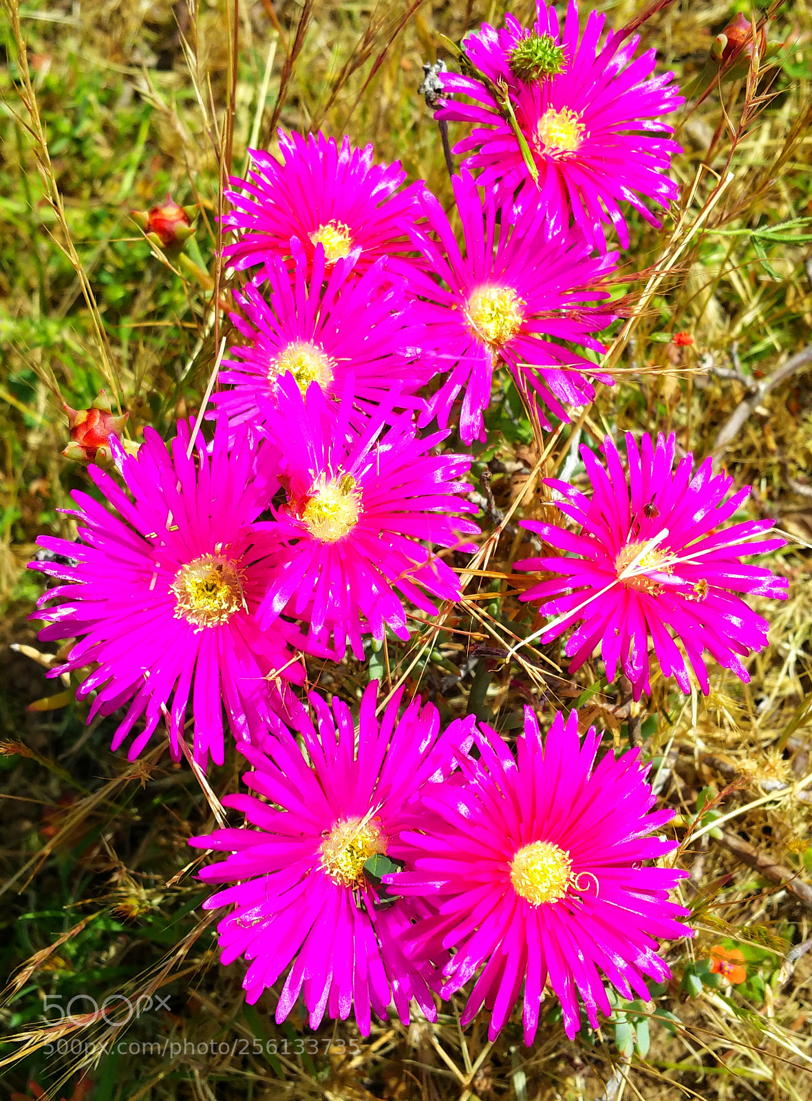 Samsung Galaxy Note4 sample photo. Beautiful bunch photography