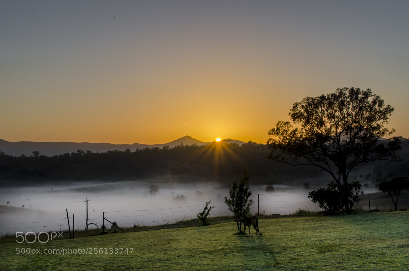 Nikon D7000 sample photo. Foggy sunrise photography