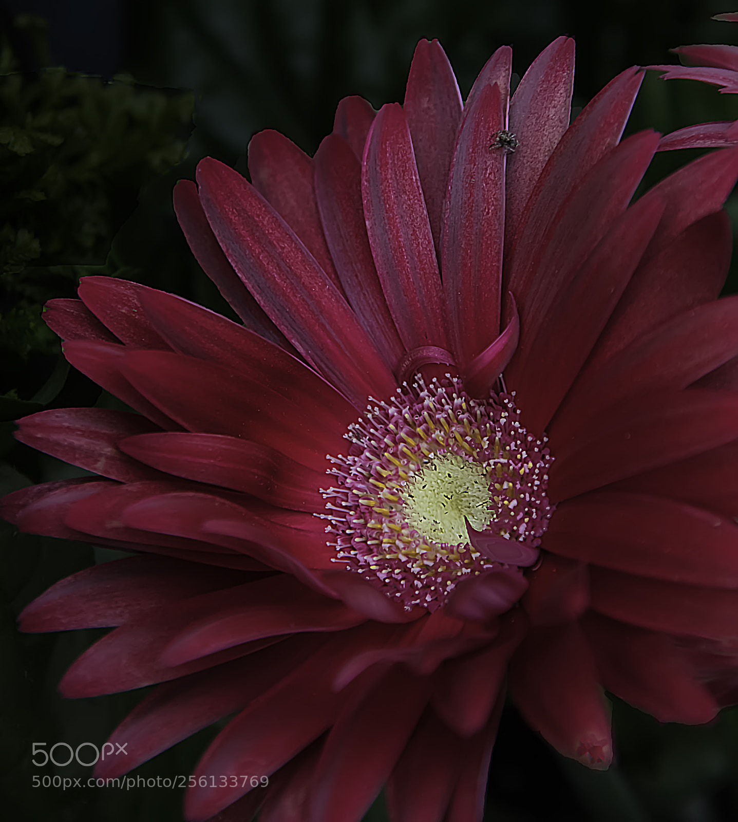 Canon EOS 5DS sample photo. Red flower with spider photography