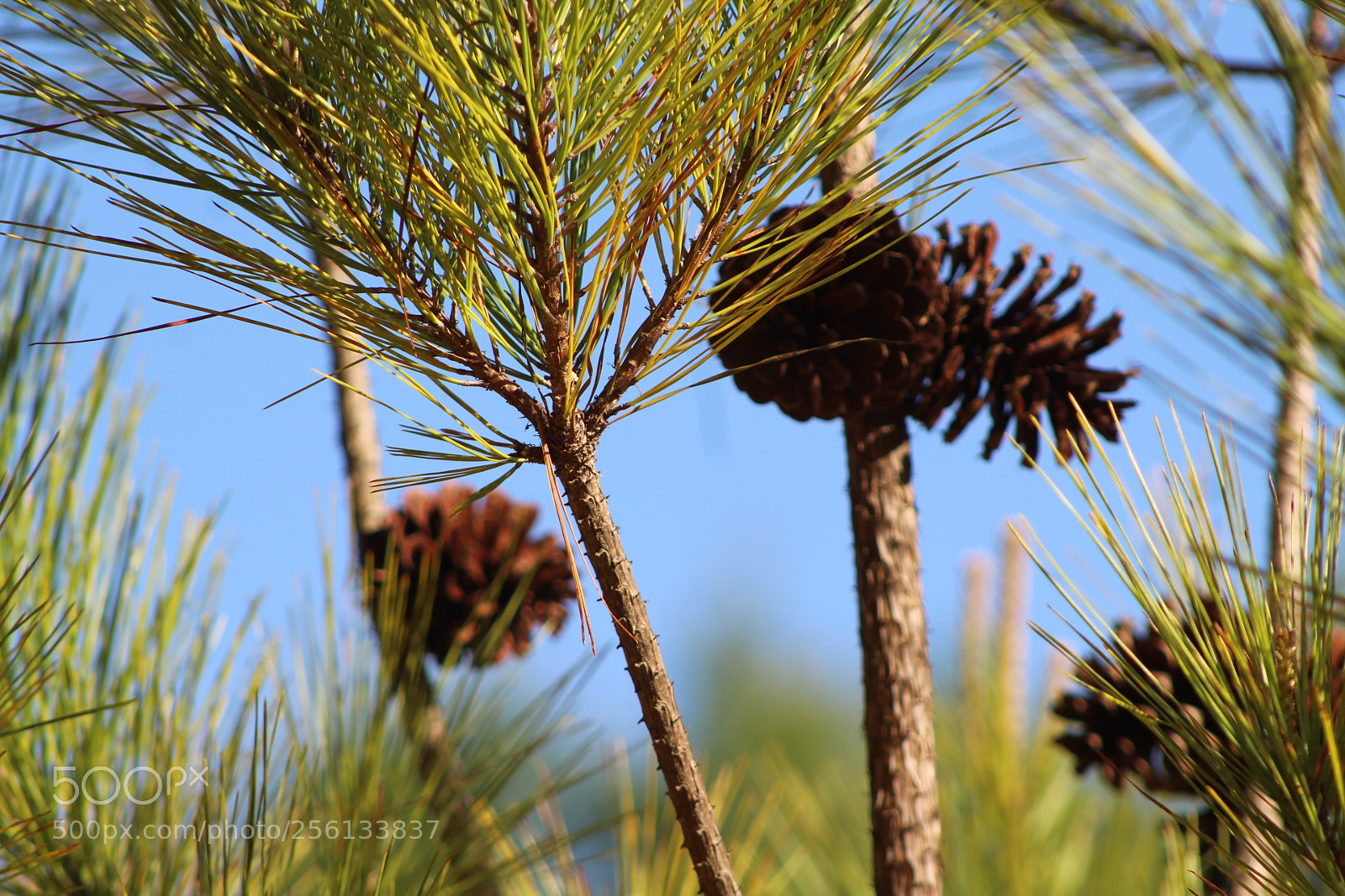Canon EF 75-300mm f/4-5.6 sample photo. Efebfb e aeaafb photography