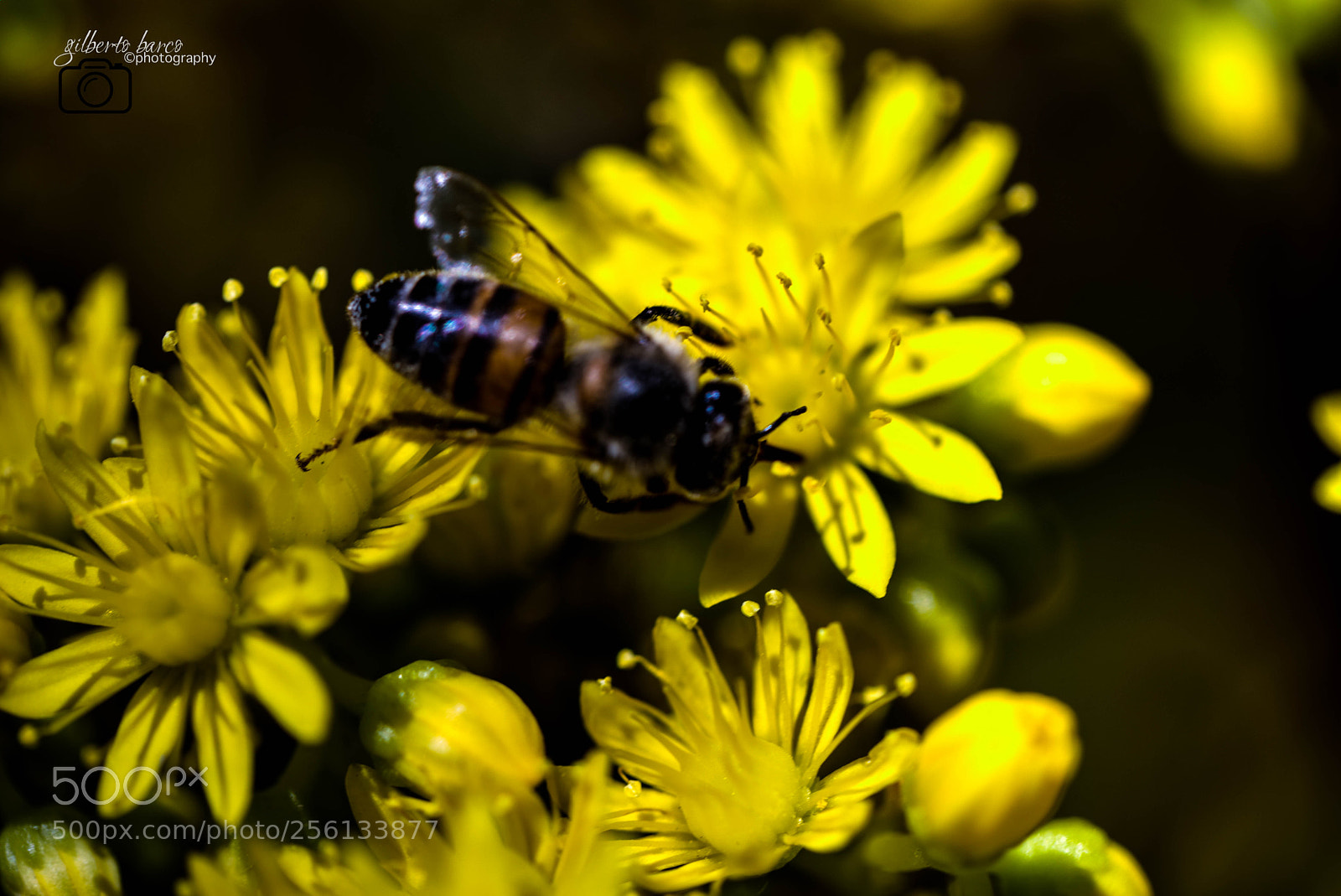 Canon EOS 6D sample photo. Honey bee photography