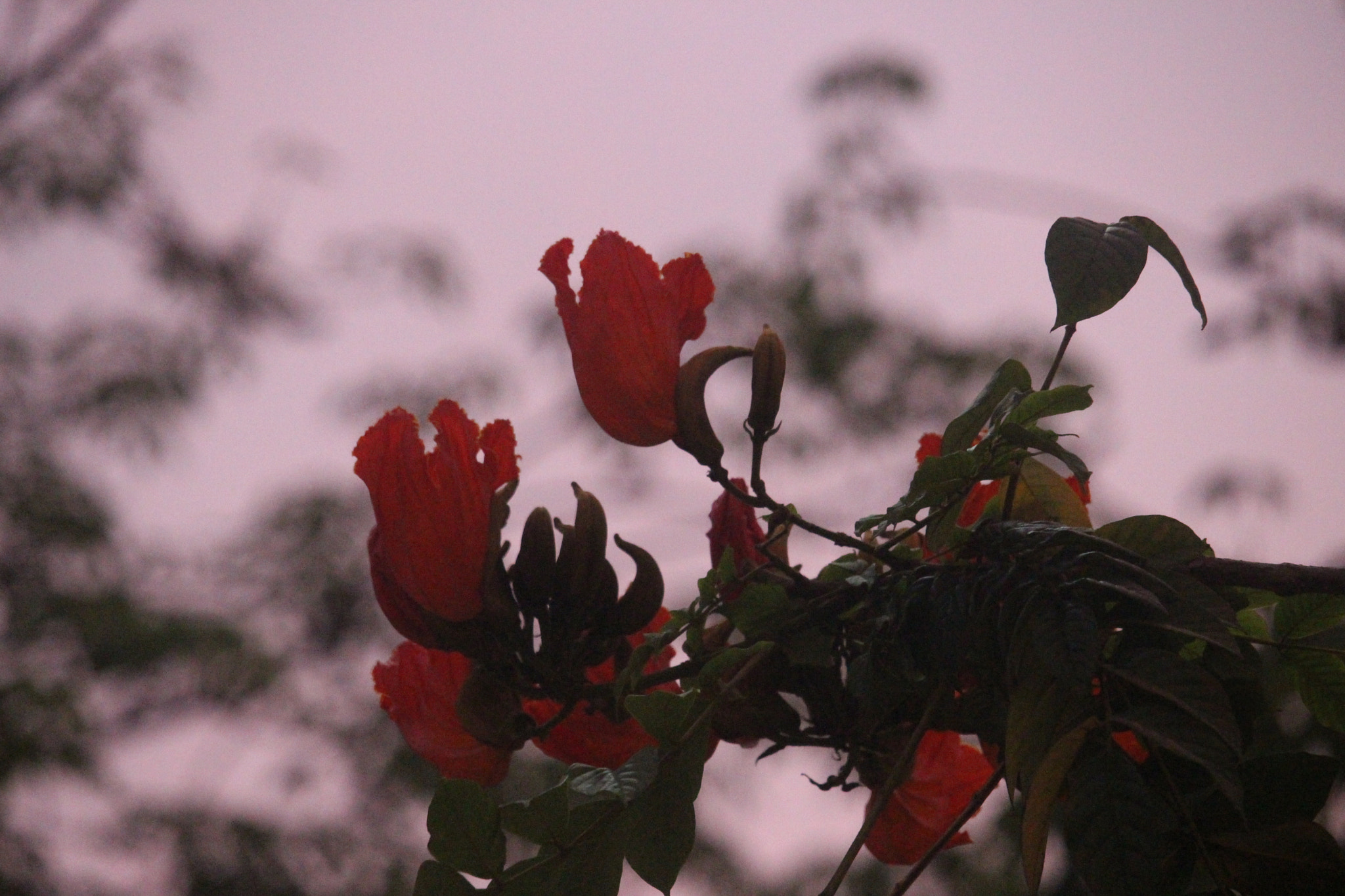 Canon EF-S 55-250mm F4-5.6 IS STM sample photo