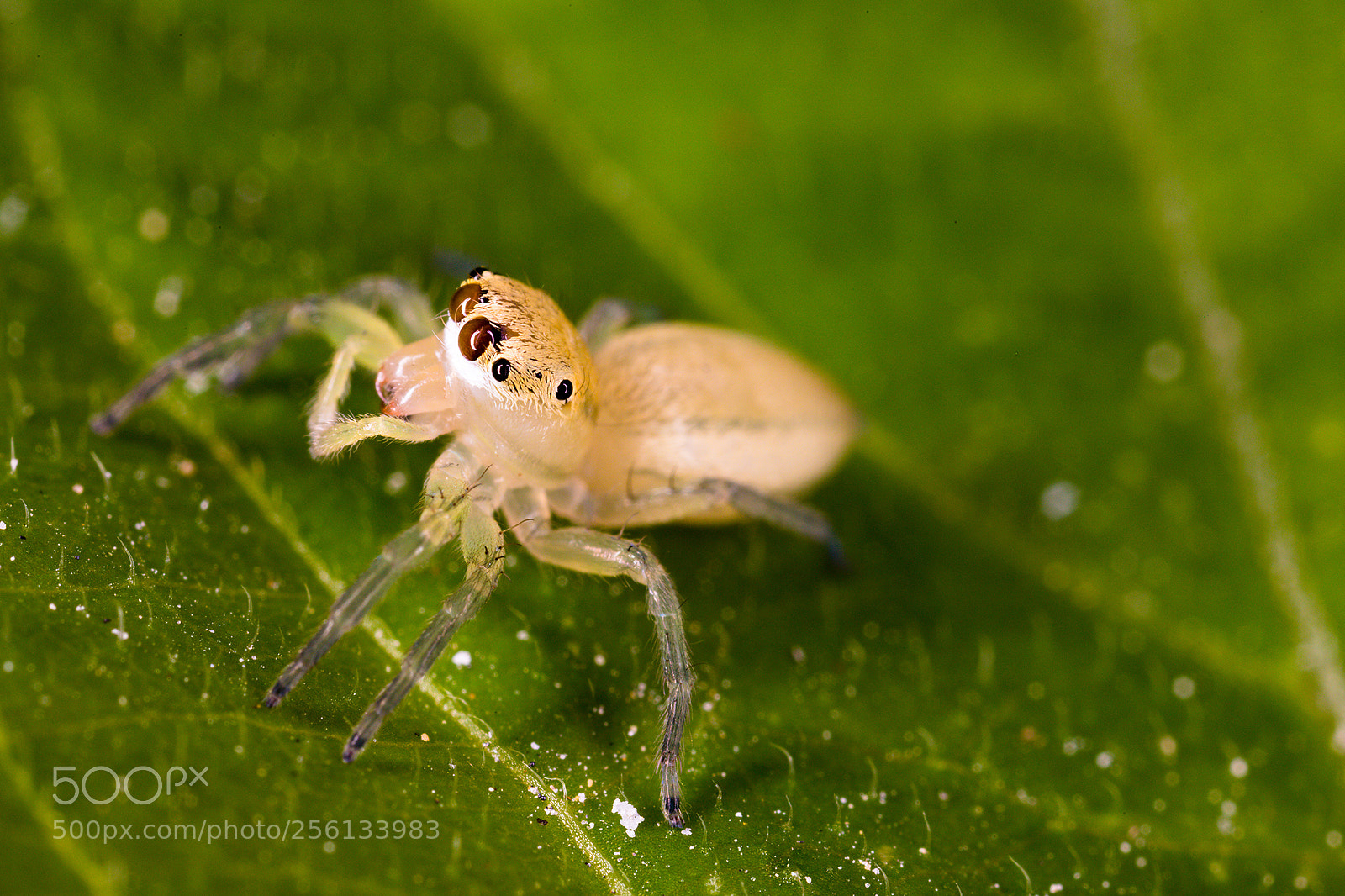 Canon EOS 6D Mark II sample photo. Salticidae photography