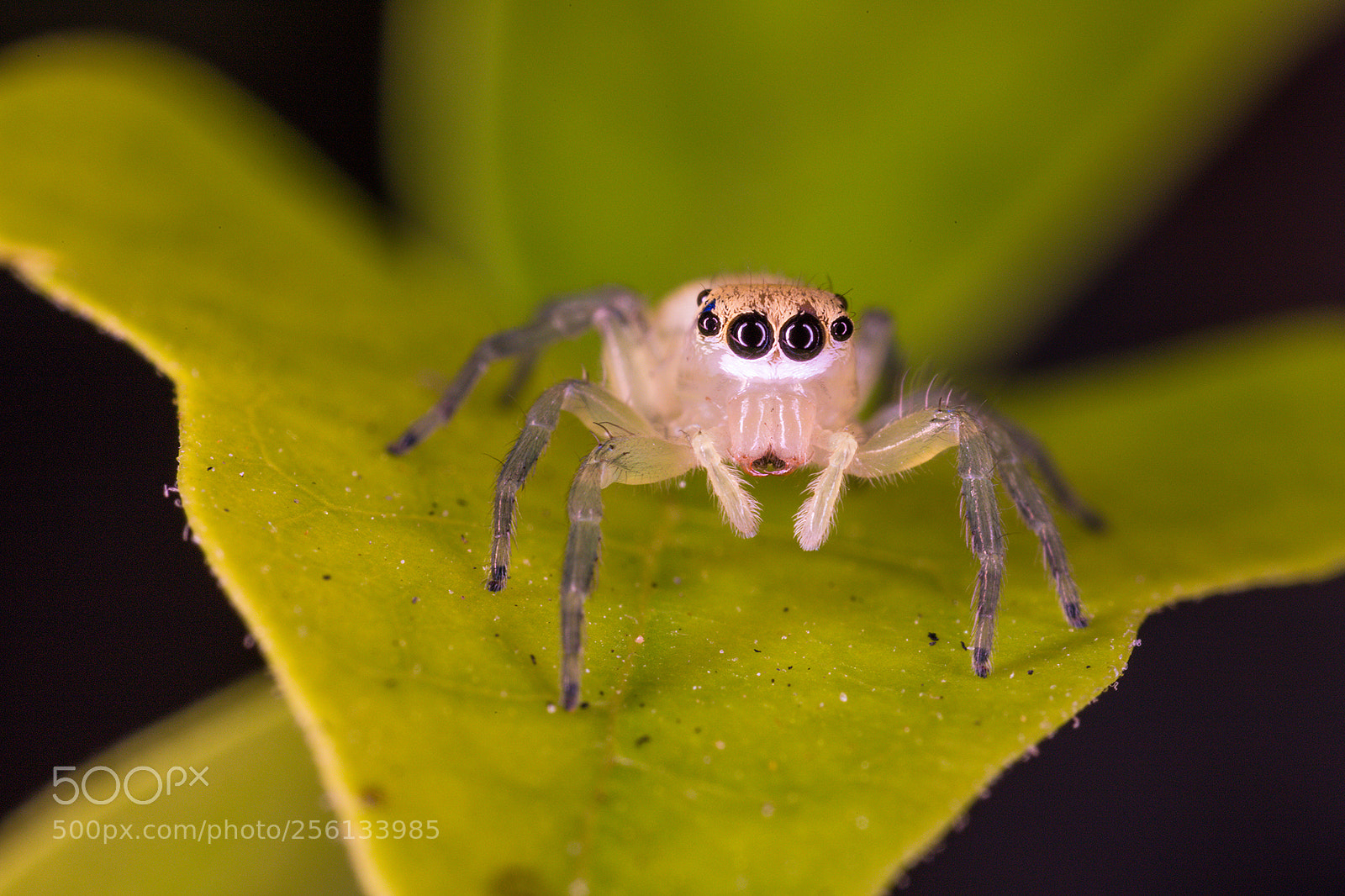Canon EOS 6D Mark II sample photo. Salticidae photography
