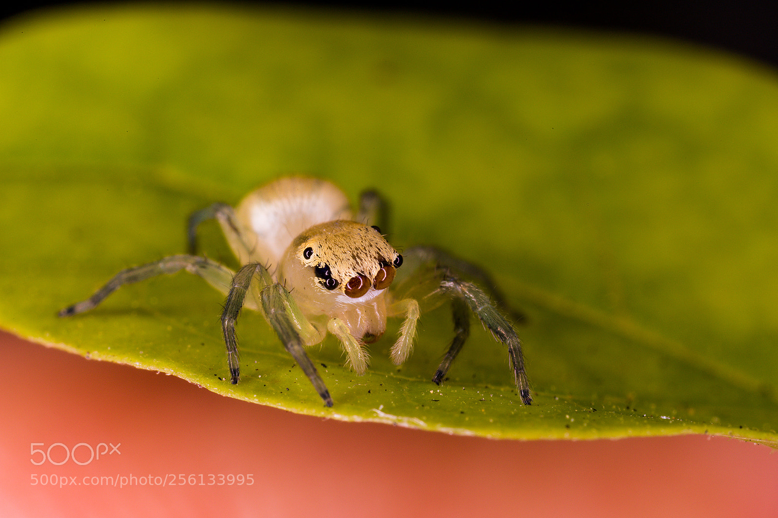 Canon EOS 6D Mark II sample photo. Salticidae photography