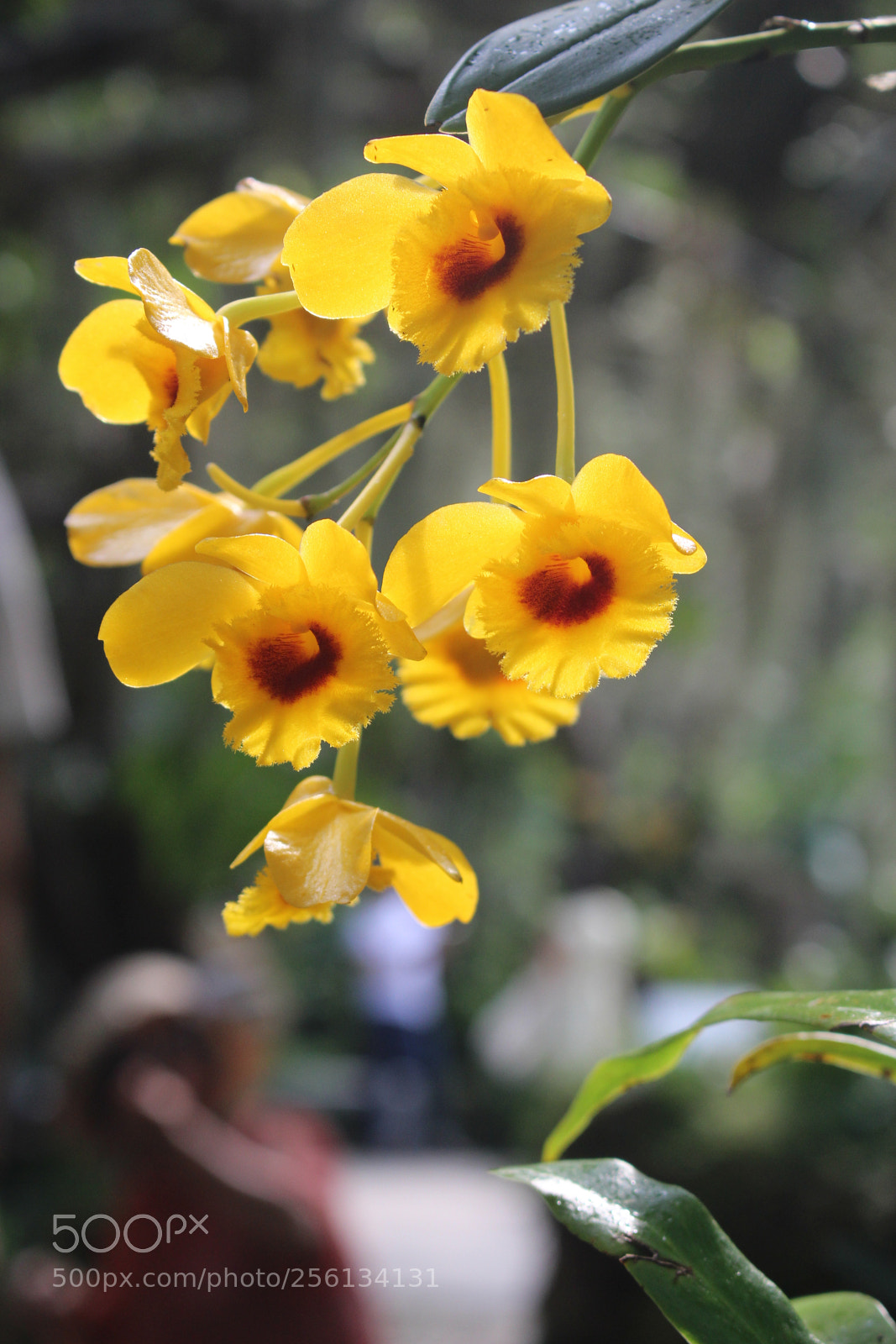 Canon EOS 700D (EOS Rebel T5i / EOS Kiss X7i) sample photo. Untitled photography