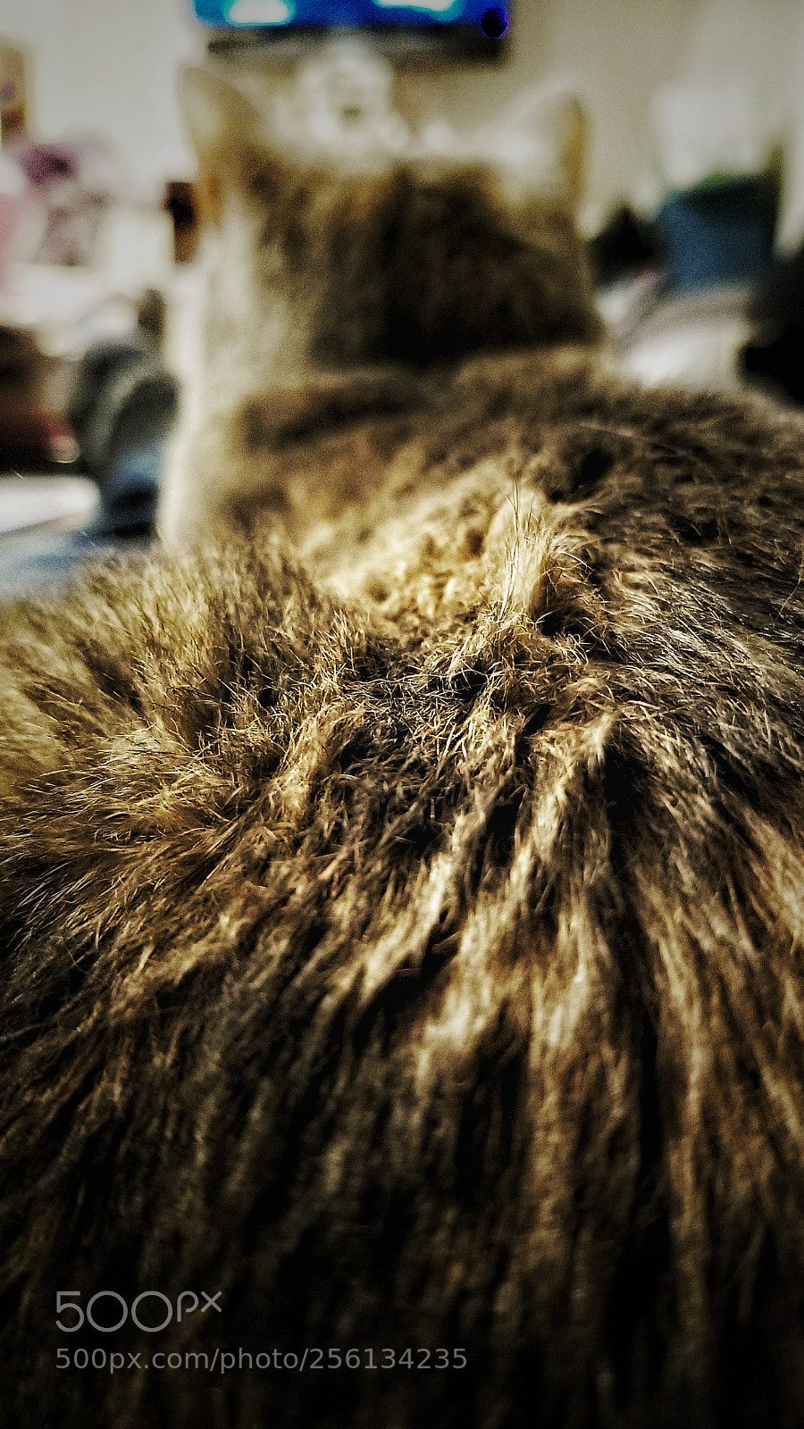 Samsung Galaxy S8 sample photo. Hair raising tv show photography