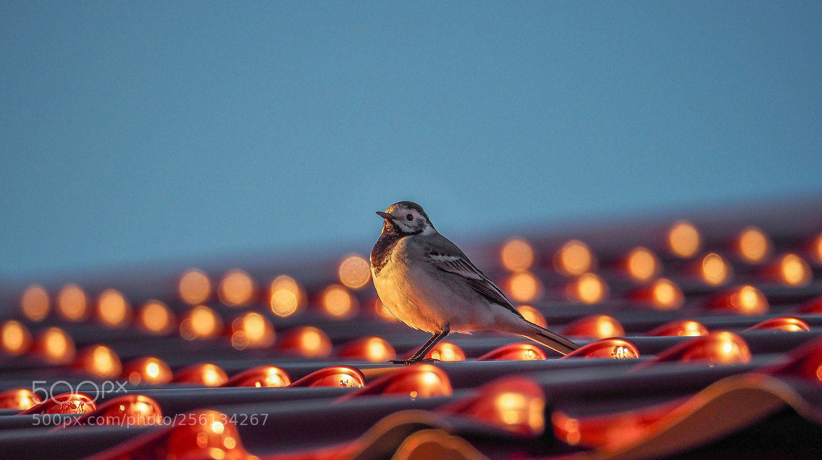 Olympus OM-D E-M5 II sample photo. Early bird photography