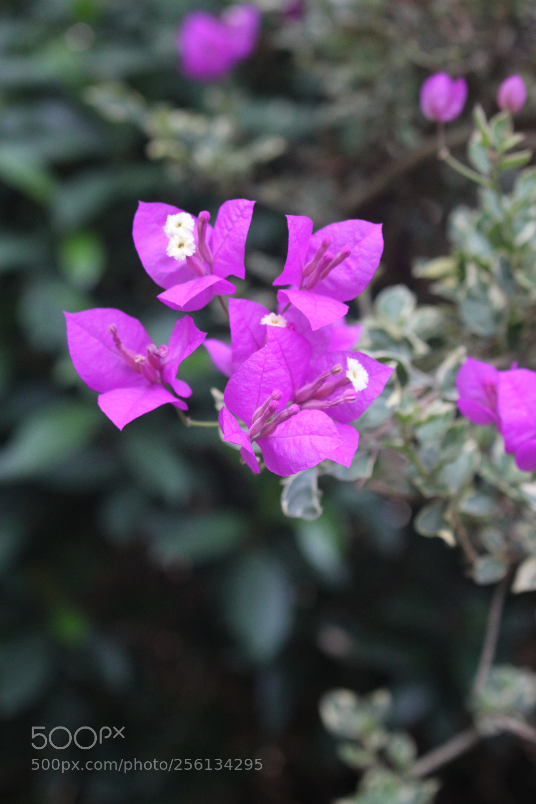 Canon EOS 700D (EOS Rebel T5i / EOS Kiss X7i) sample photo. Untitled photography