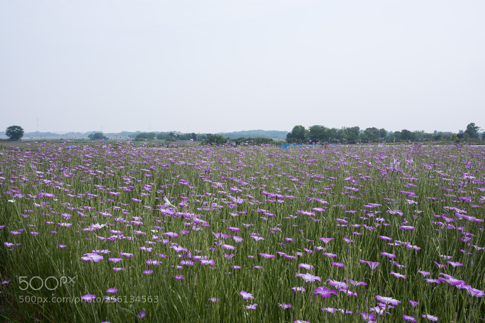 Nikon D810 sample photo. Agrostemma field photography