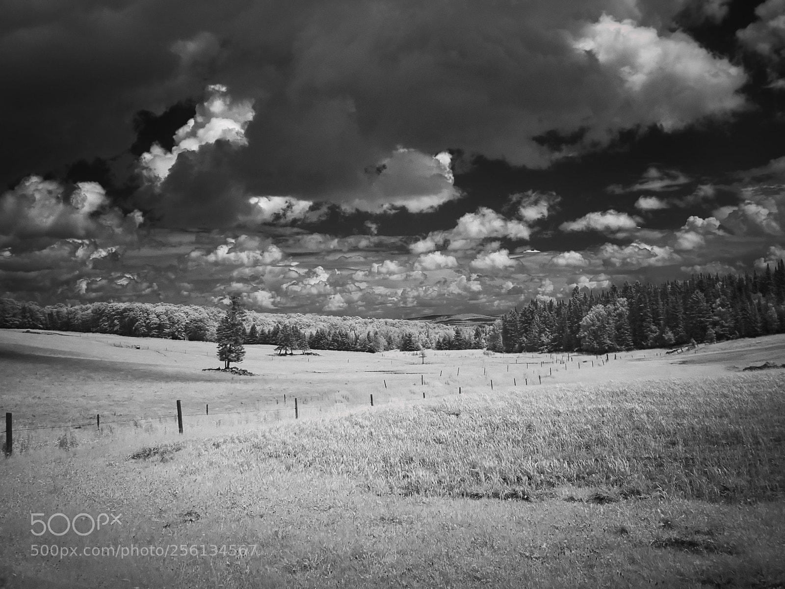 Olympus OM-D E-M1 sample photo. Infra red in appalachian photography