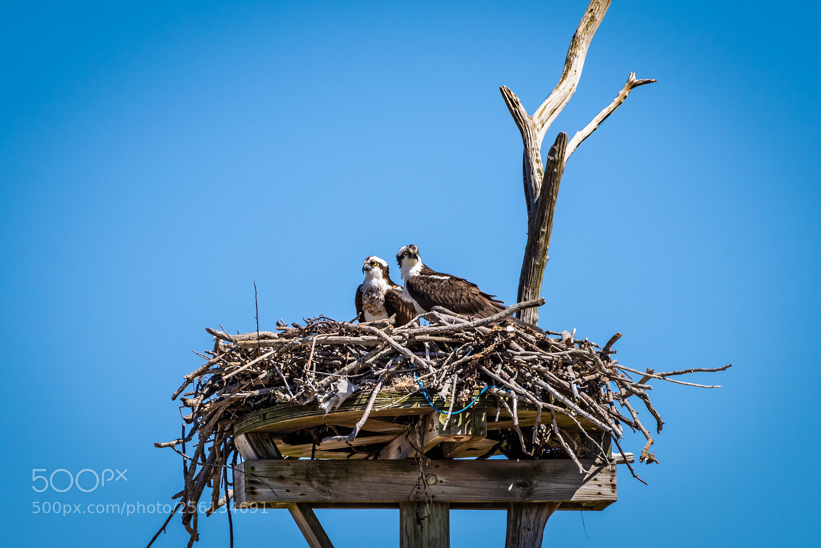 Pentax K-1 sample photo. Osprey pair photography