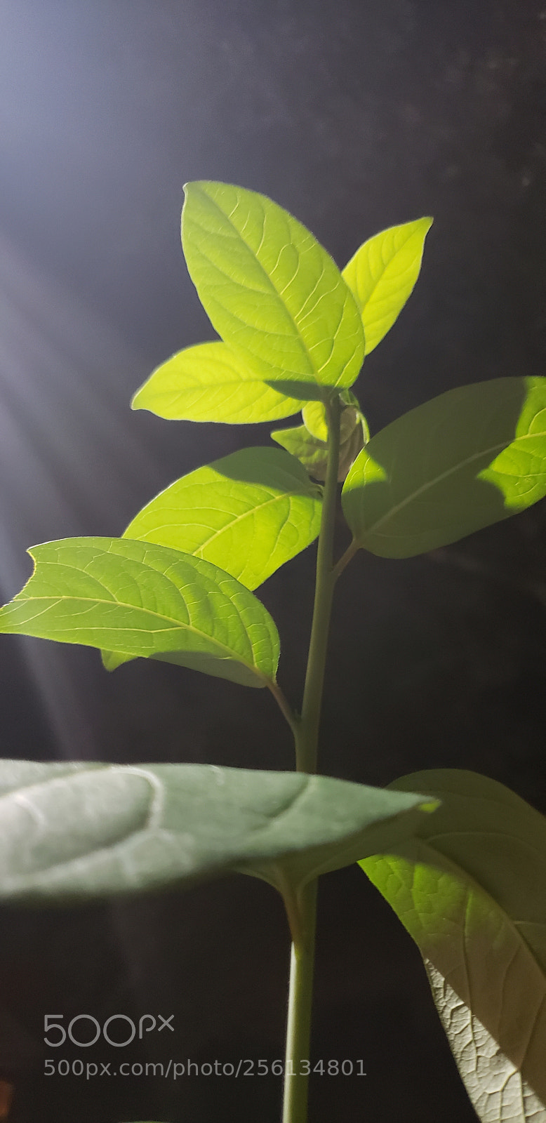 Samsung Galaxy S9 sample photo. Untitled photography