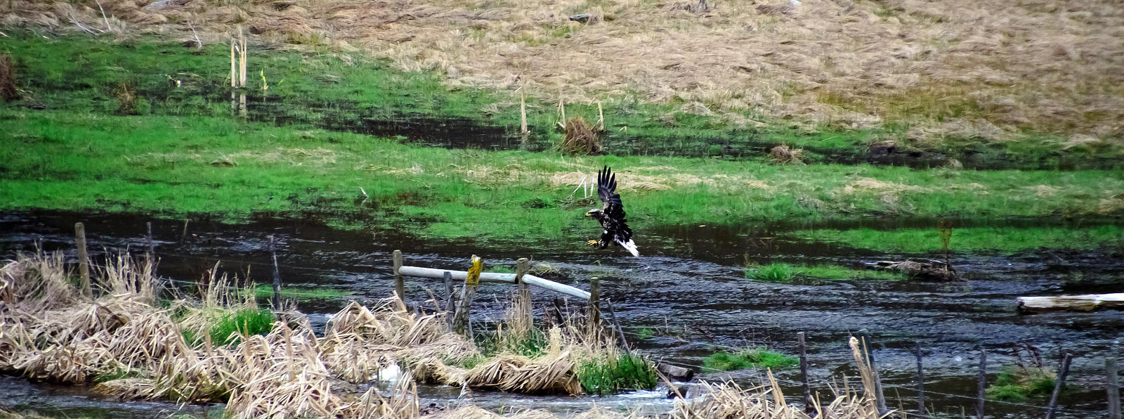 Nikon D5100 sample photo. Landing eagle photography