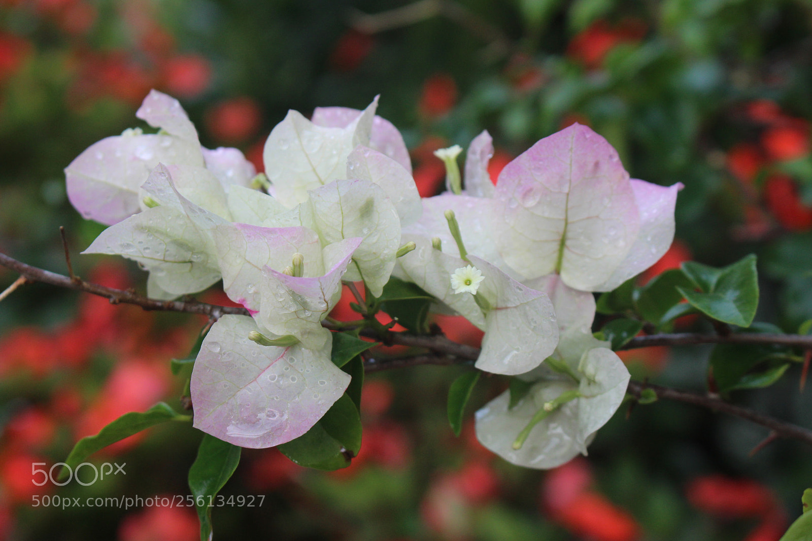 Canon EOS 700D (EOS Rebel T5i / EOS Kiss X7i) sample photo. Untitled photography