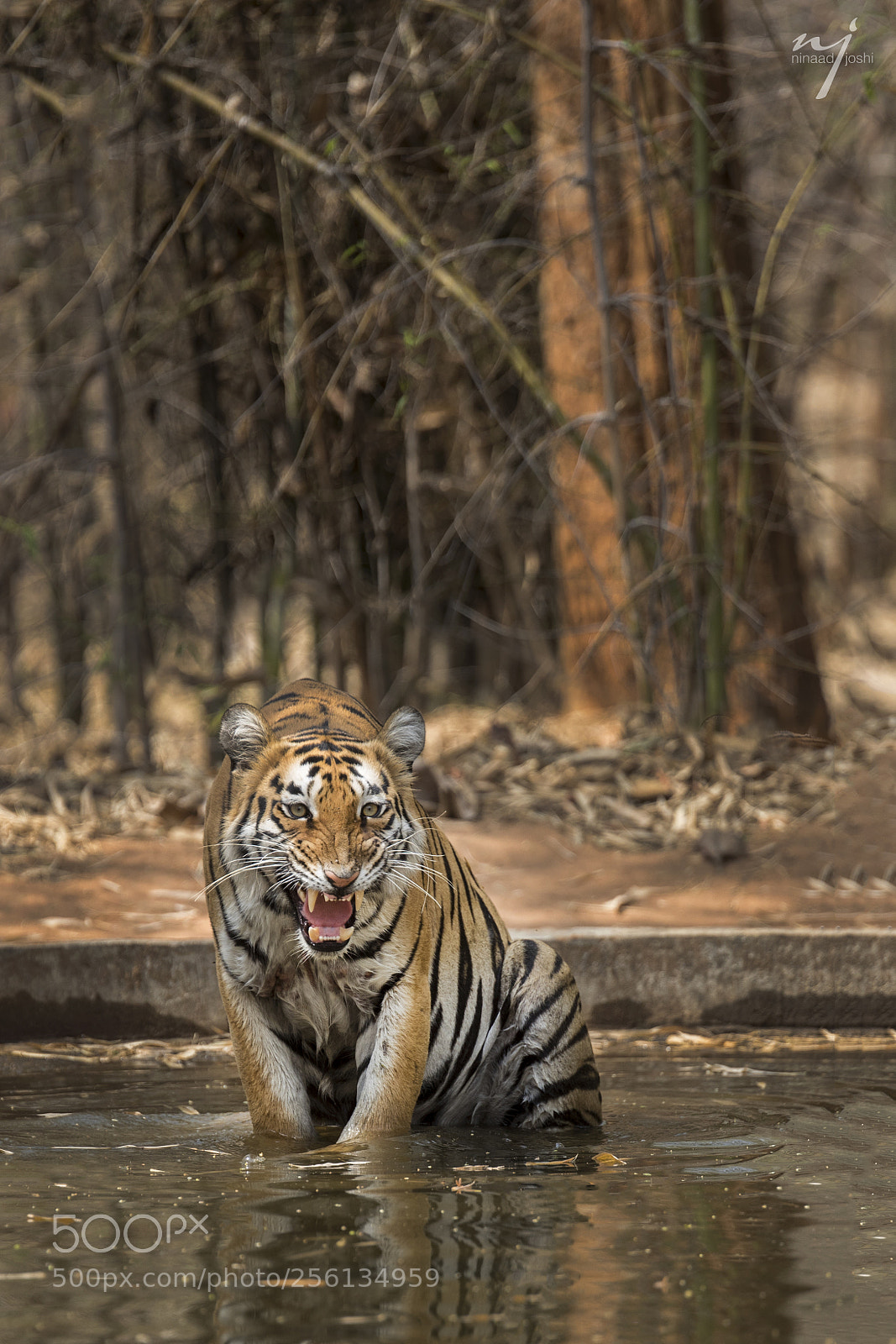 Canon EOS 5D Mark IV sample photo. Tiger agression photography
