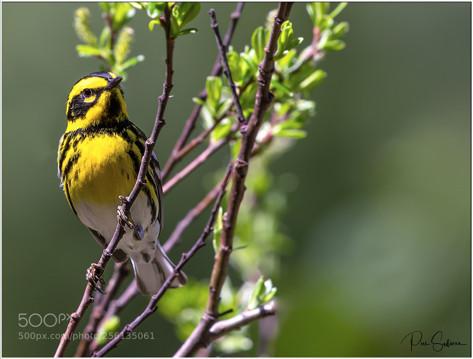 Canon EOS-1D X Mark II sample photo. Townsend warbler photography