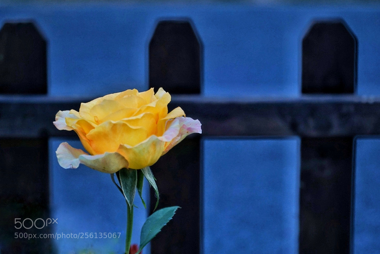 Sony a6000 sample photo. 黄玫瑰 photography