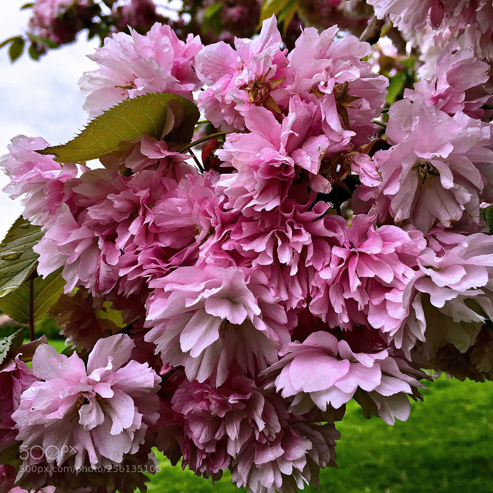 Apple iPhone 6 sample photo. Springtime in london photography
