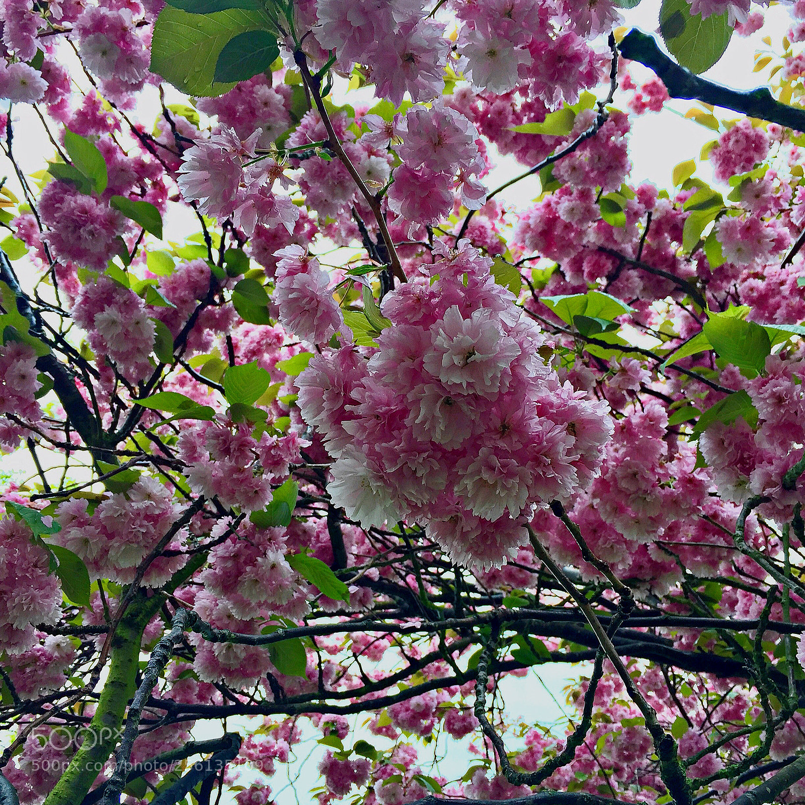 Apple iPhone 6 sample photo. Springtime in london photography