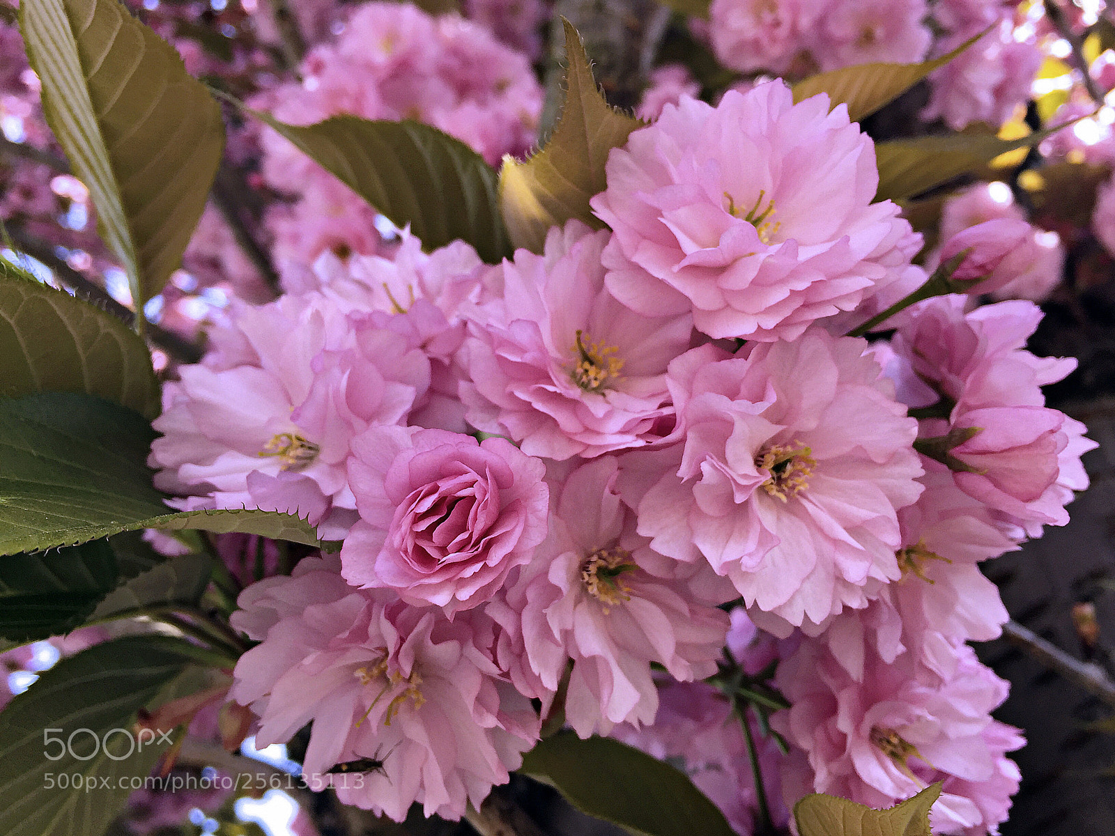 Apple iPhone 6 sample photo. Springtime in london photography