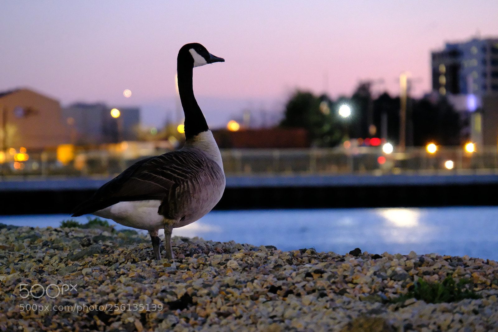 Fujifilm X-T2 sample photo. Appreciative pause before jumping photography