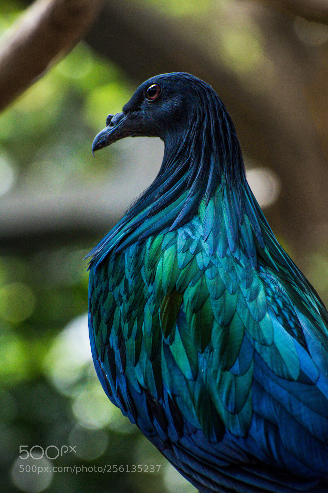 Nikon D7100 sample photo. Blue bird  photography