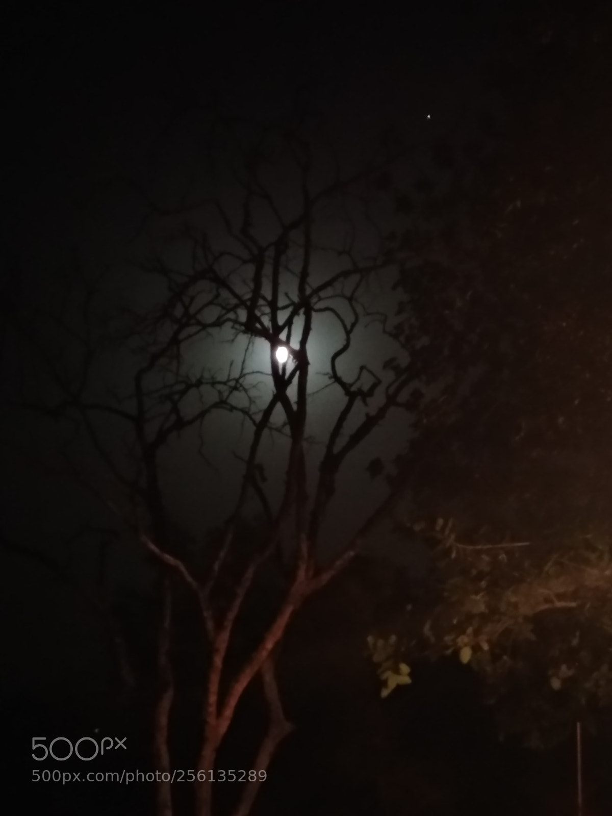 Xiaomi Mi A1 sample photo. Untitled photography