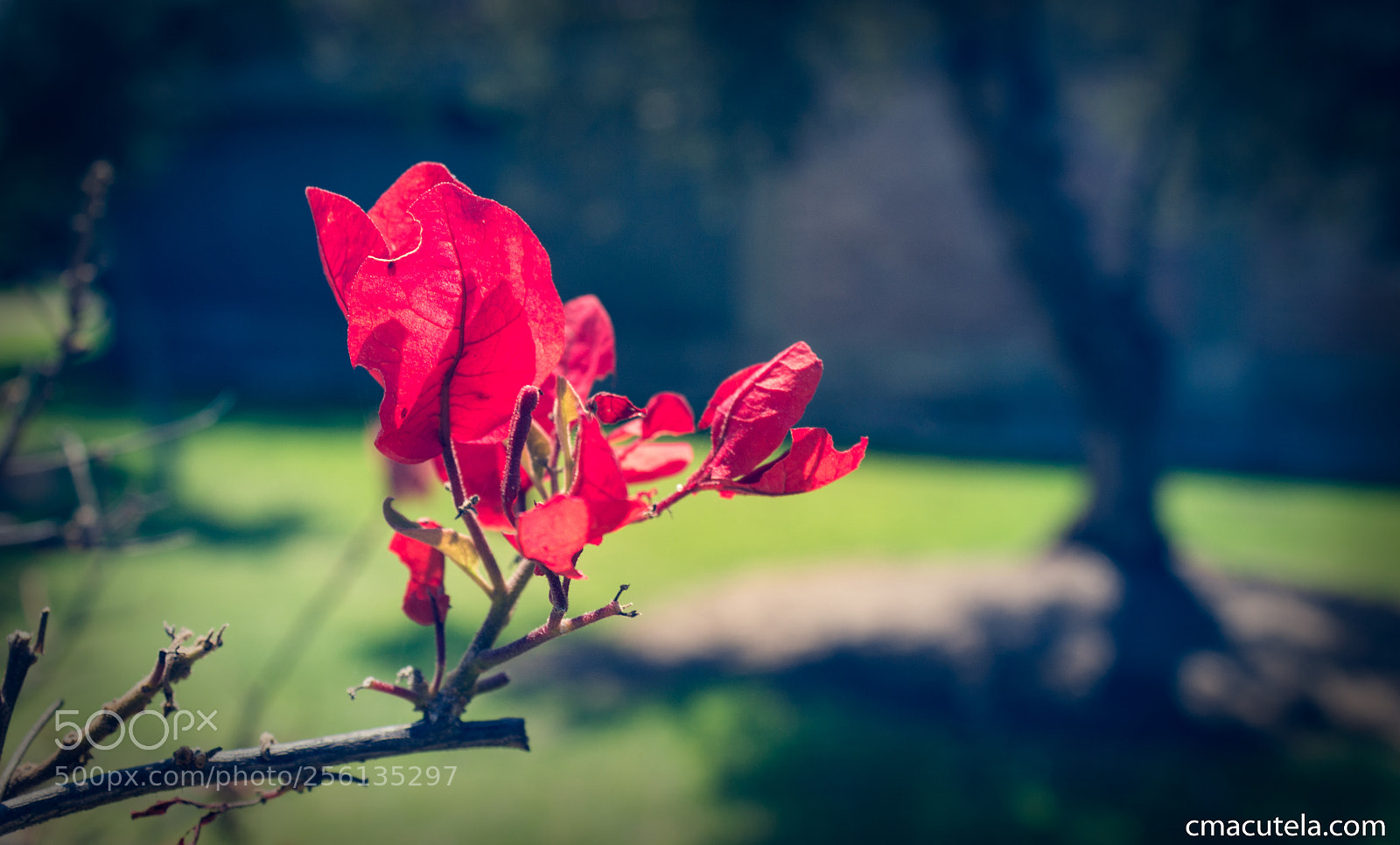 Canon EOS 1200D (EOS Rebel T5 / EOS Kiss X70 / EOS Hi) sample photo. Red leaf photography