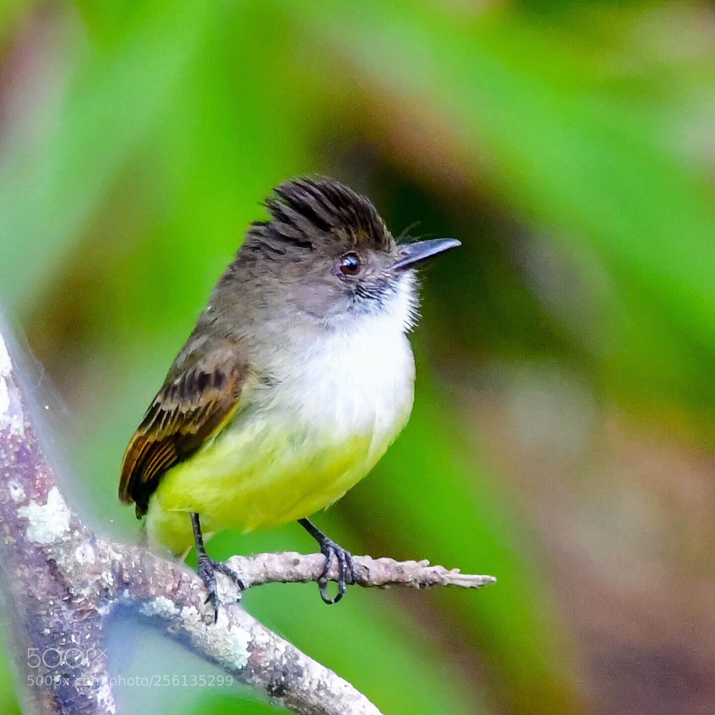 Nikon D500 sample photo. Bird  photography