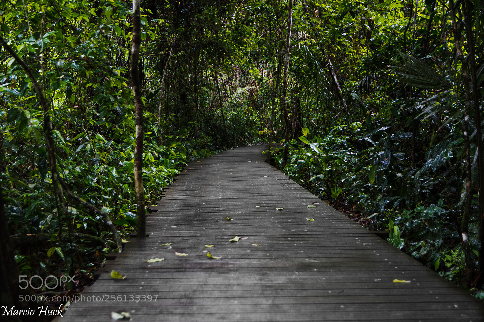 Nikon D7200 sample photo. Caminho da natureza photography