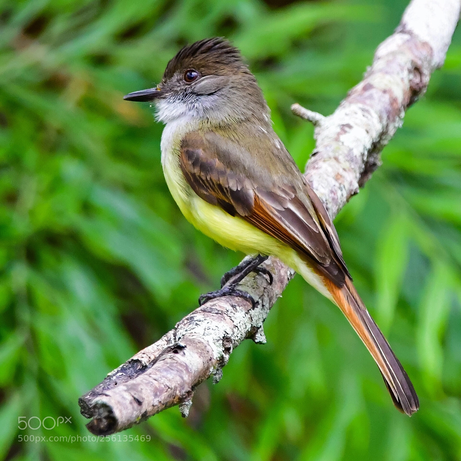 Nikon D500 sample photo. Bird photography