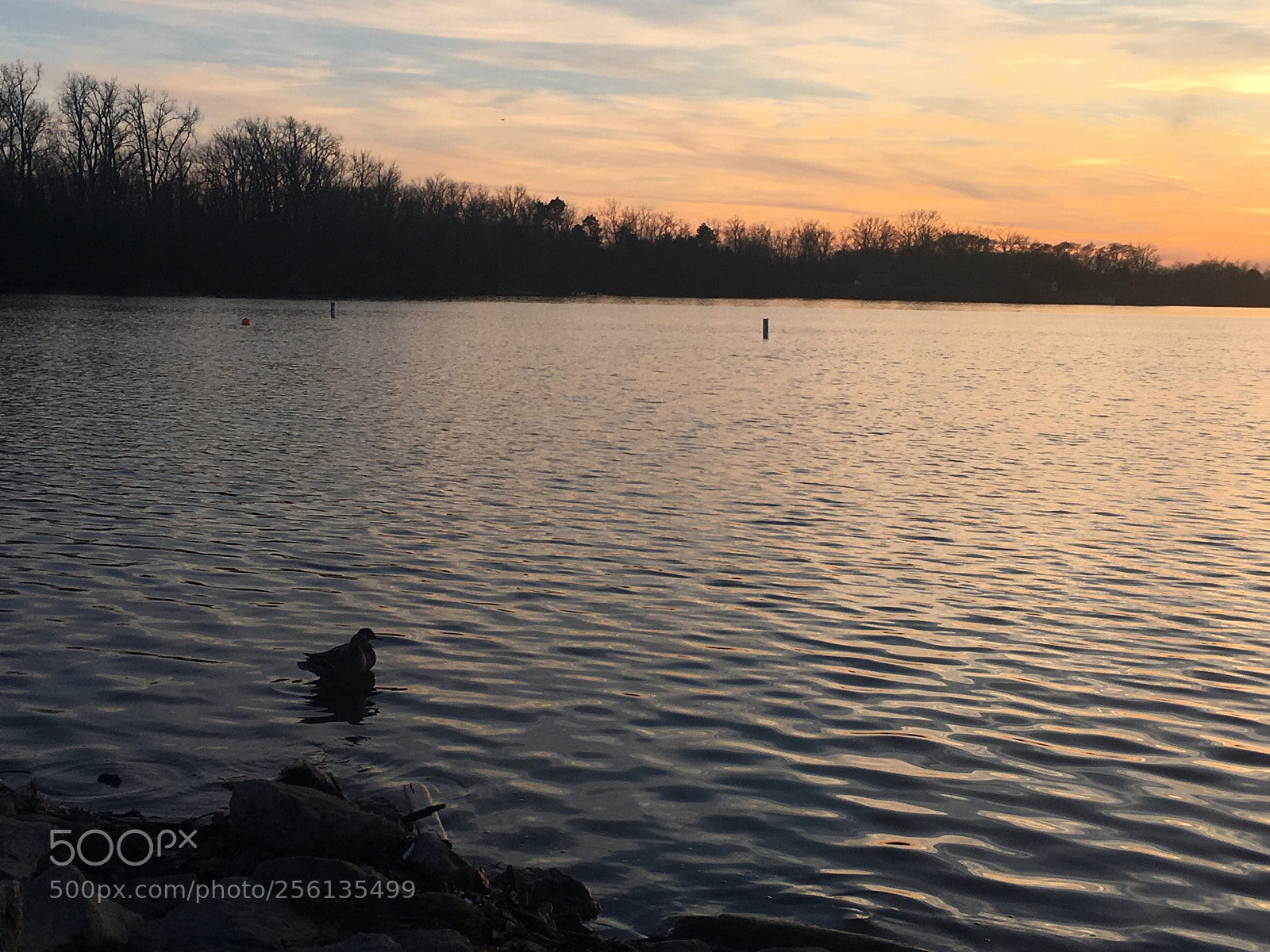 Apple iPhone 6s sample photo. Untitled photography
