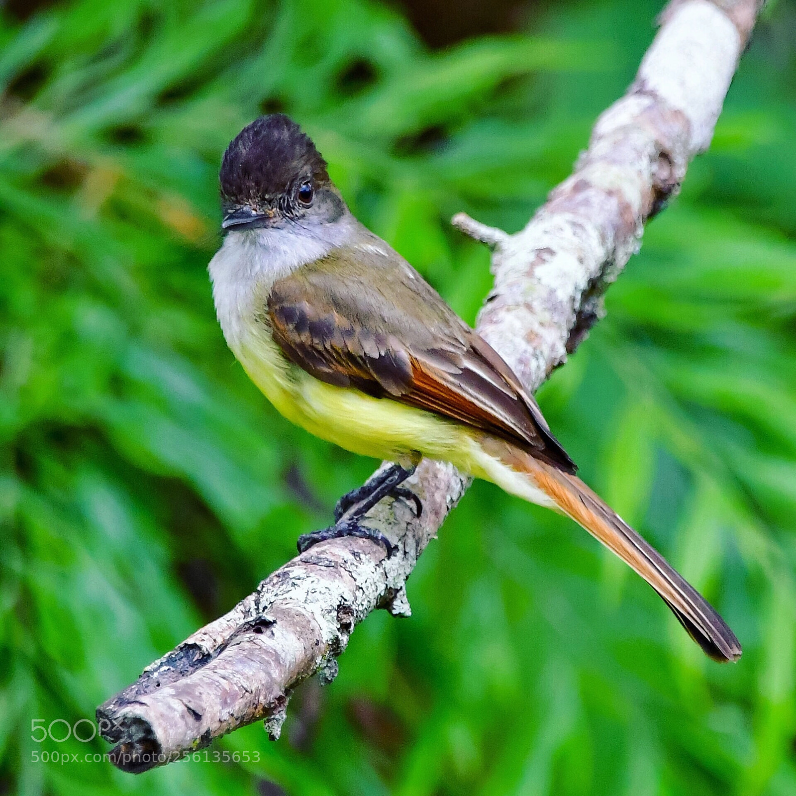 Nikon D500 sample photo. Bird photography