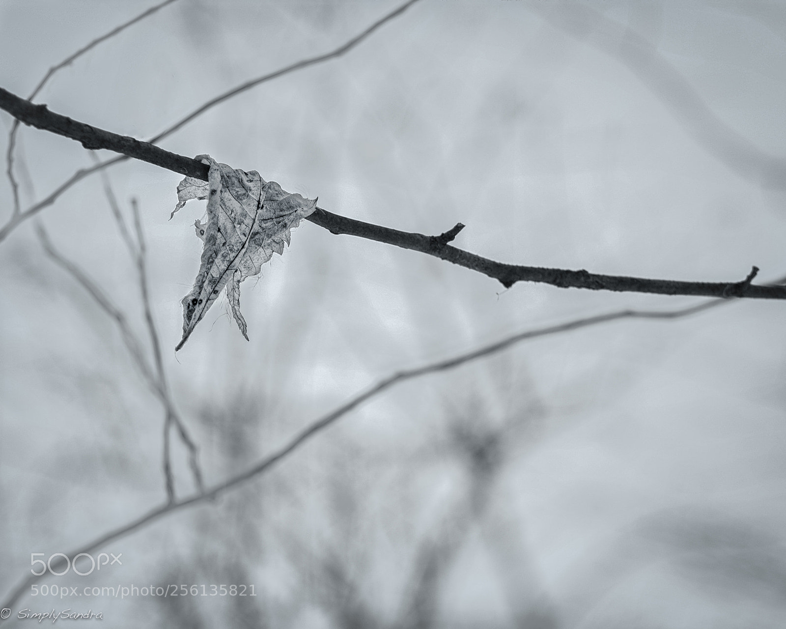 Canon EOS 7D Mark II sample photo. Tattered photography