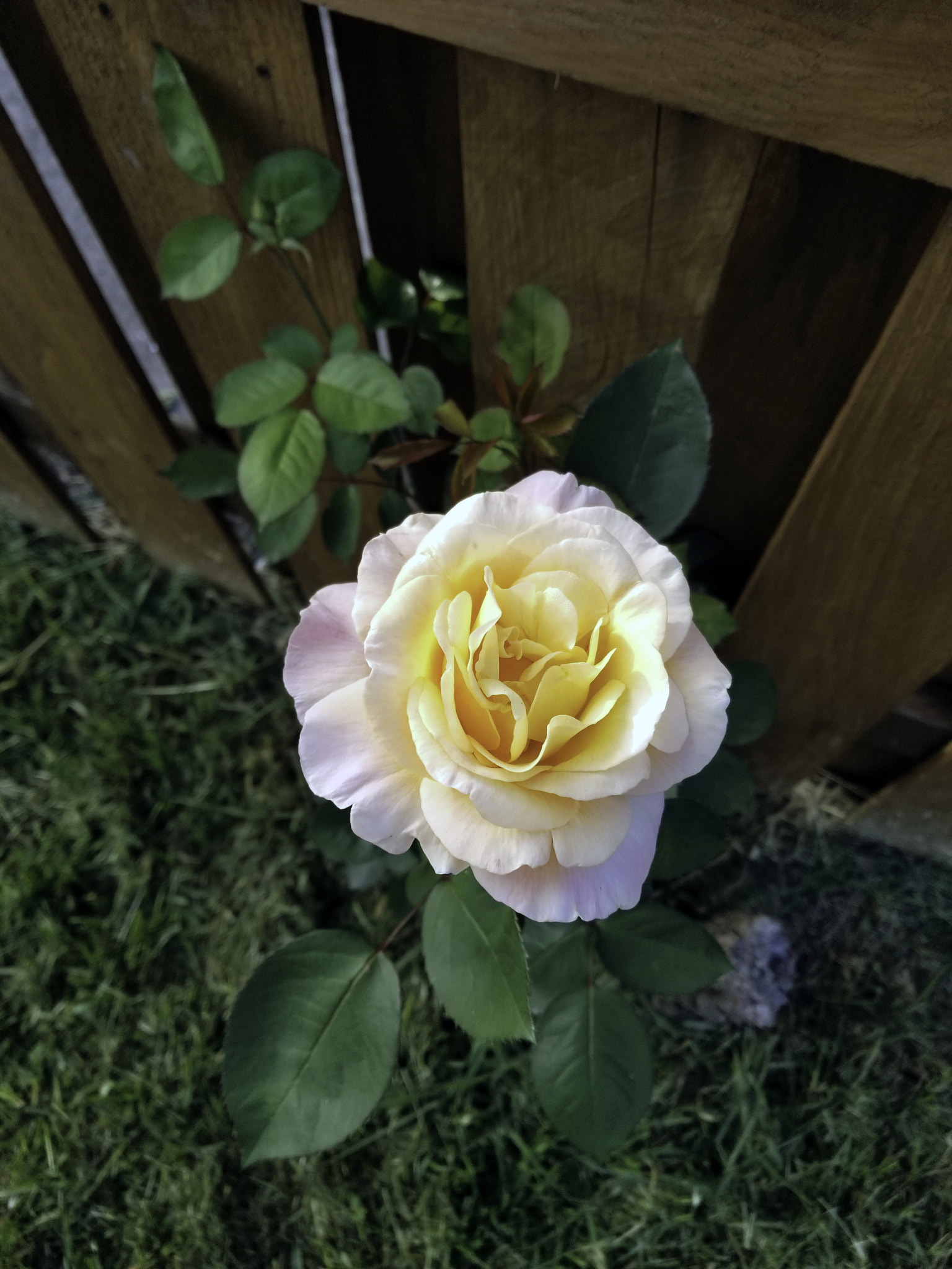 Samsung Galaxy S8 Active sample photo. A rose in our front yard photography