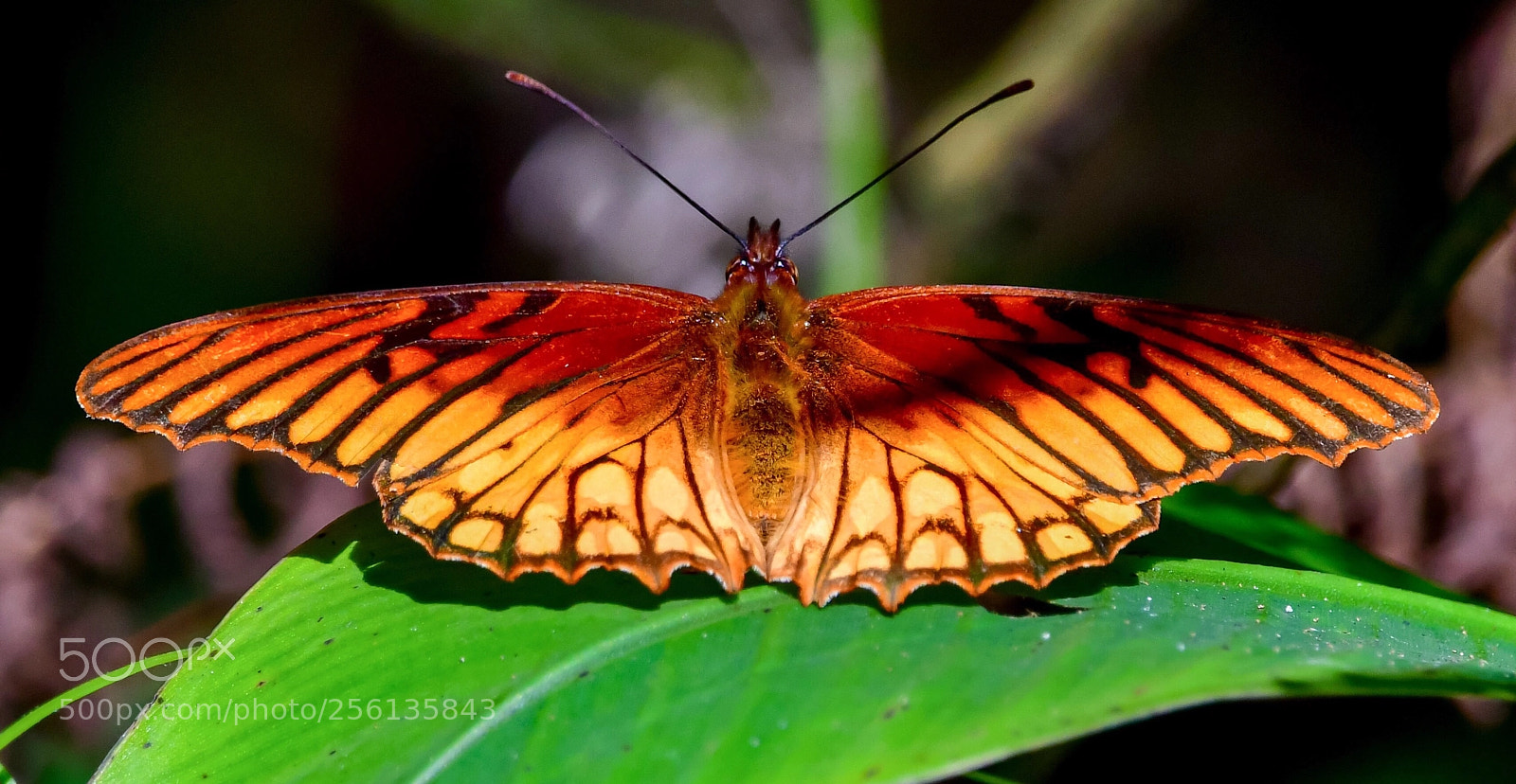 Nikon D500 sample photo. Butterfly  photography