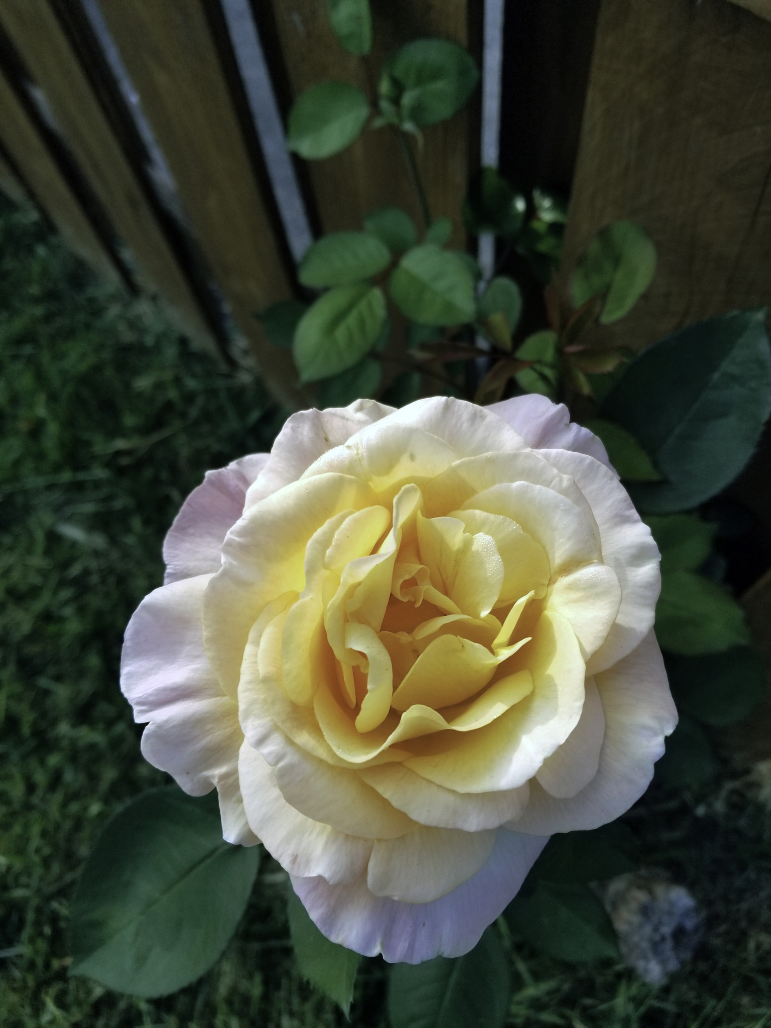 Samsung Galaxy S8 Active sample photo. A rose in our front yard photography
