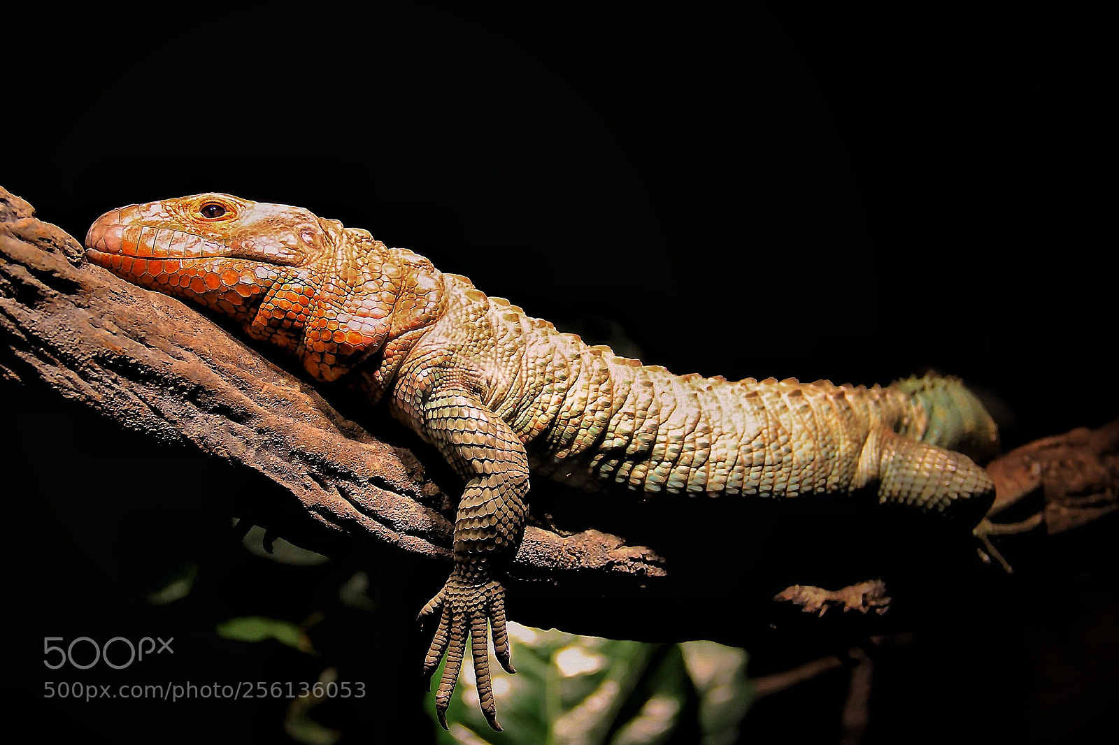 Canon EOS 60D sample photo. Watchful sleeper! photography