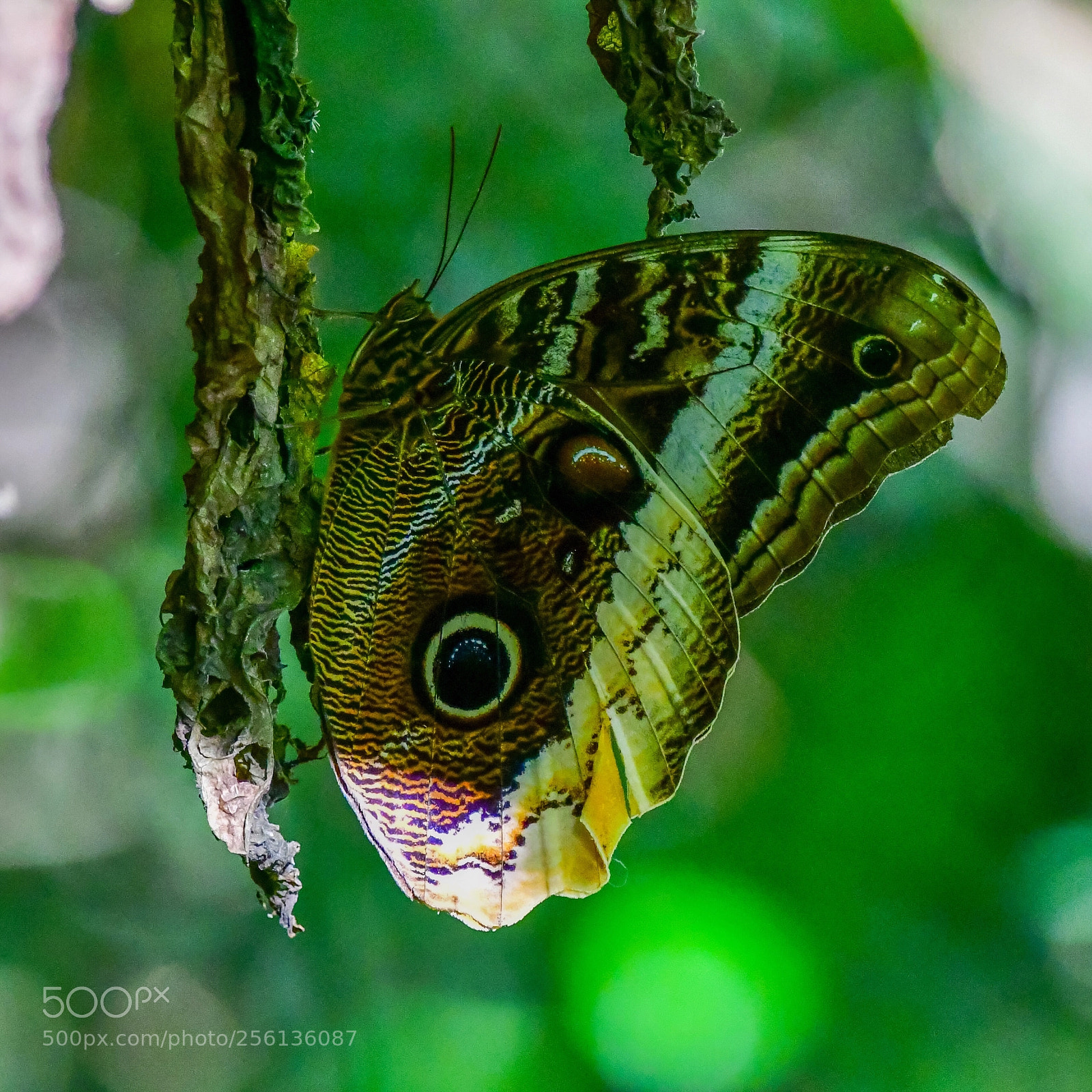 Nikon D500 sample photo. Butterfly  photography