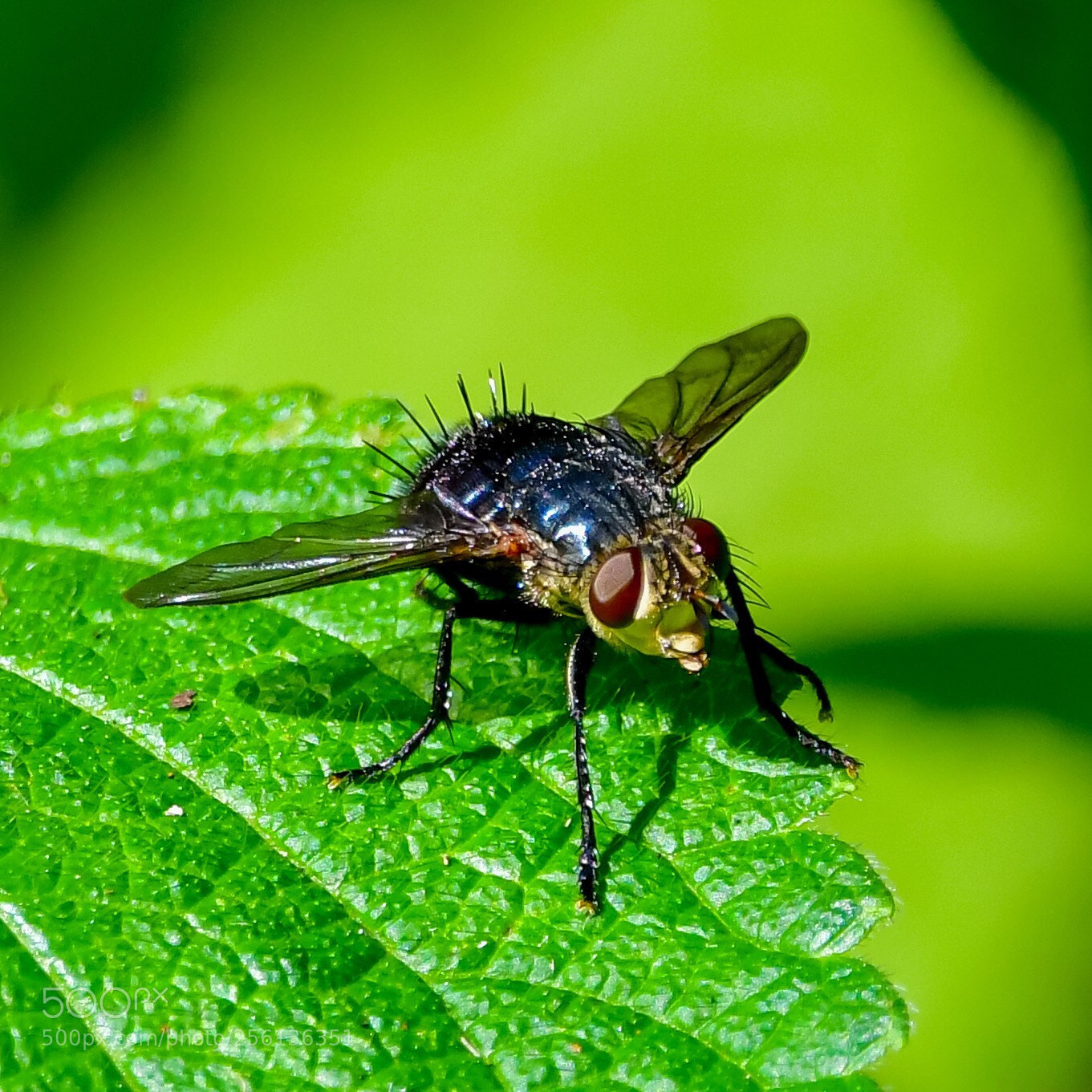Nikon D500 sample photo. Fly photography