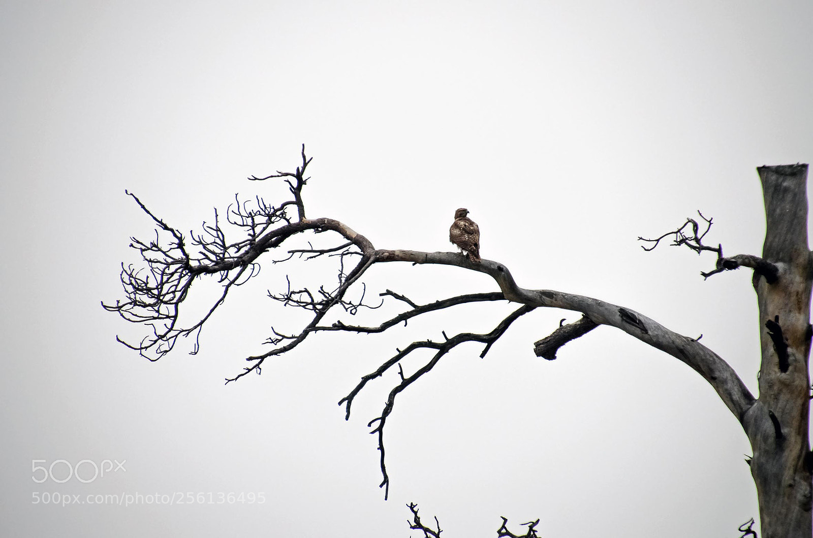 Nikon D5100 sample photo. Resting time photography