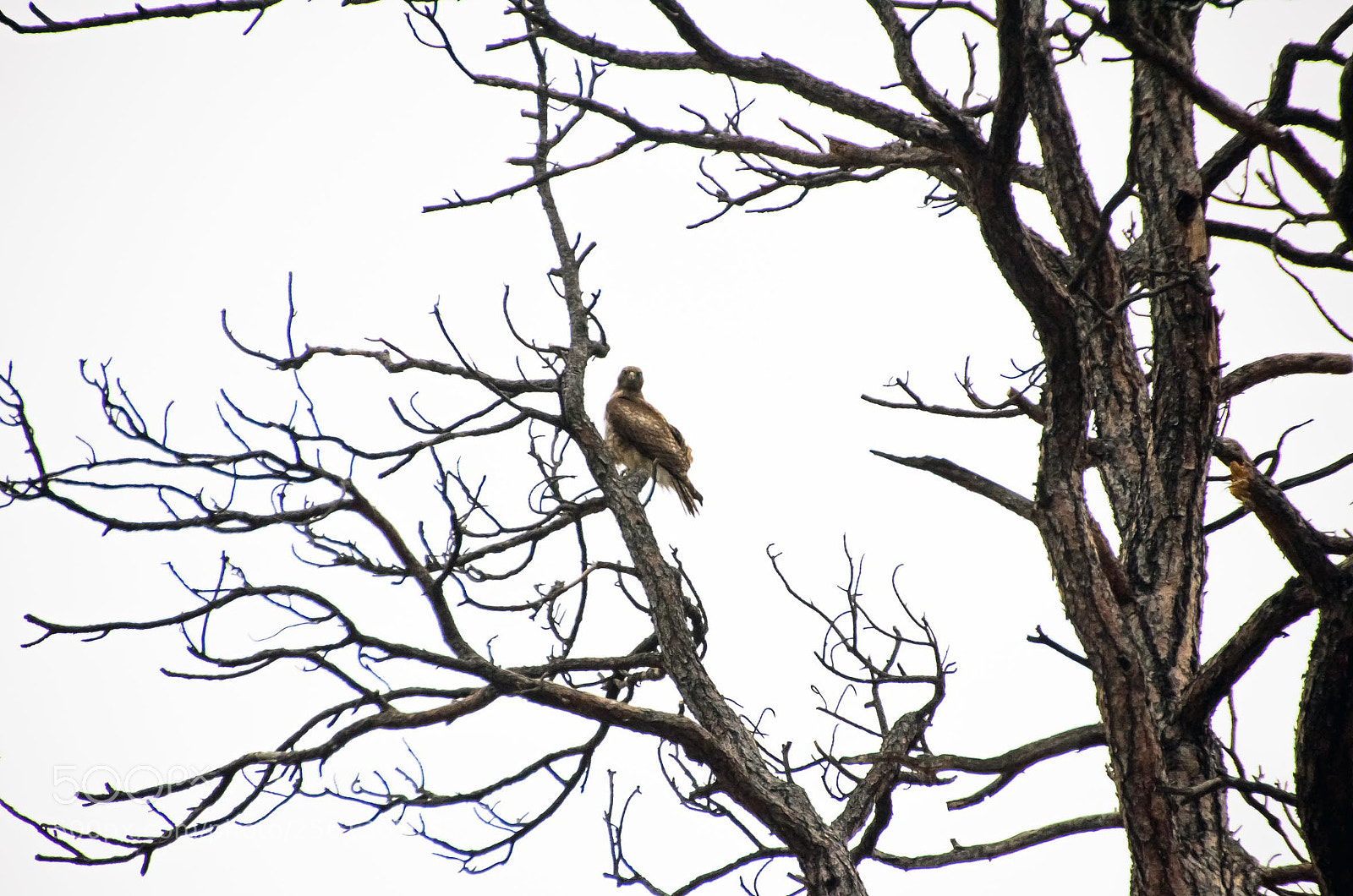 Nikon D5100 sample photo. Bird of prey photography