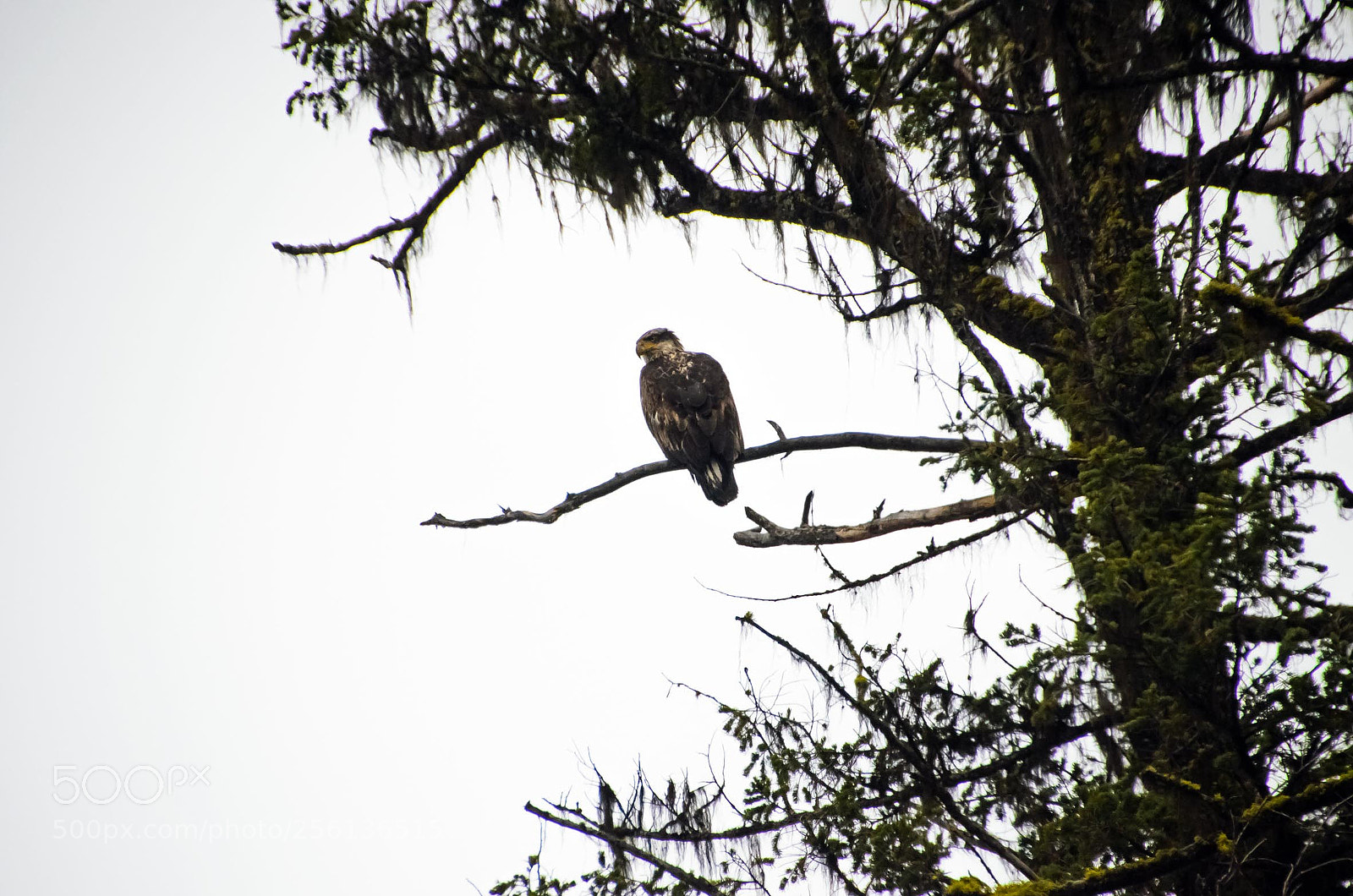 Nikon D5100 sample photo. Looking for food! photography