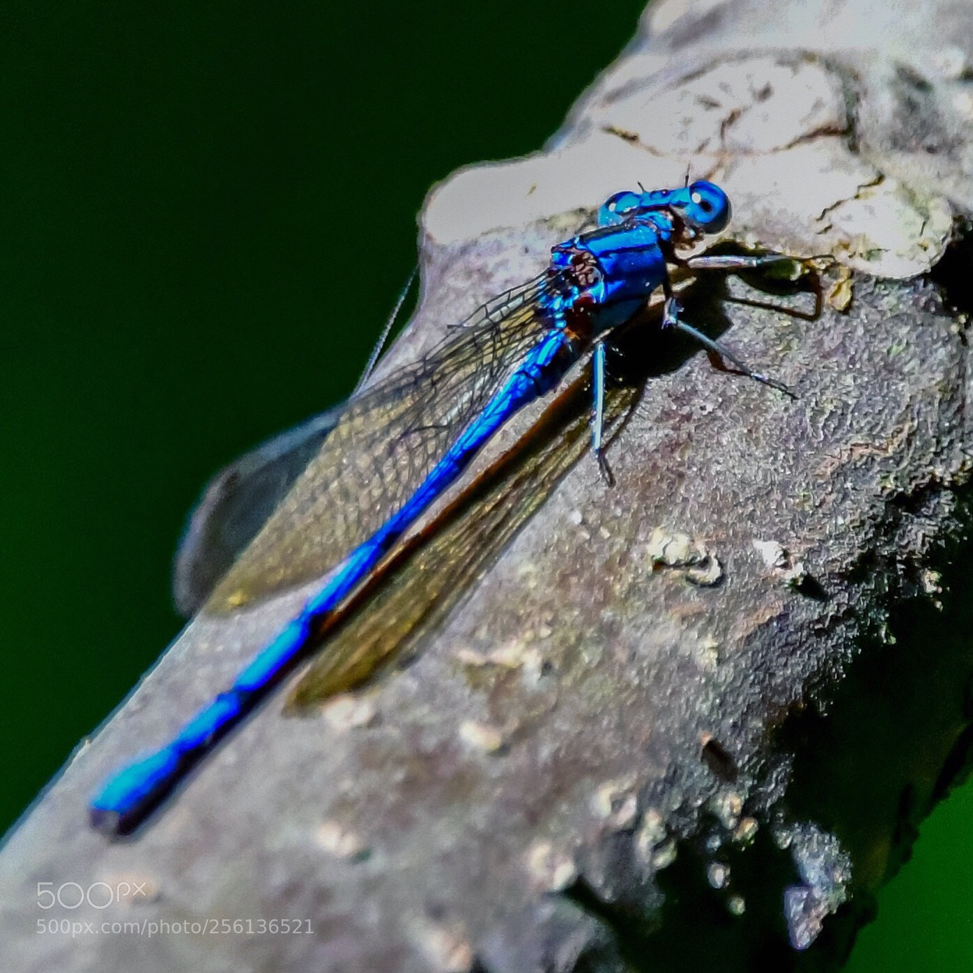 Nikon D500 sample photo. Dragonfly photography