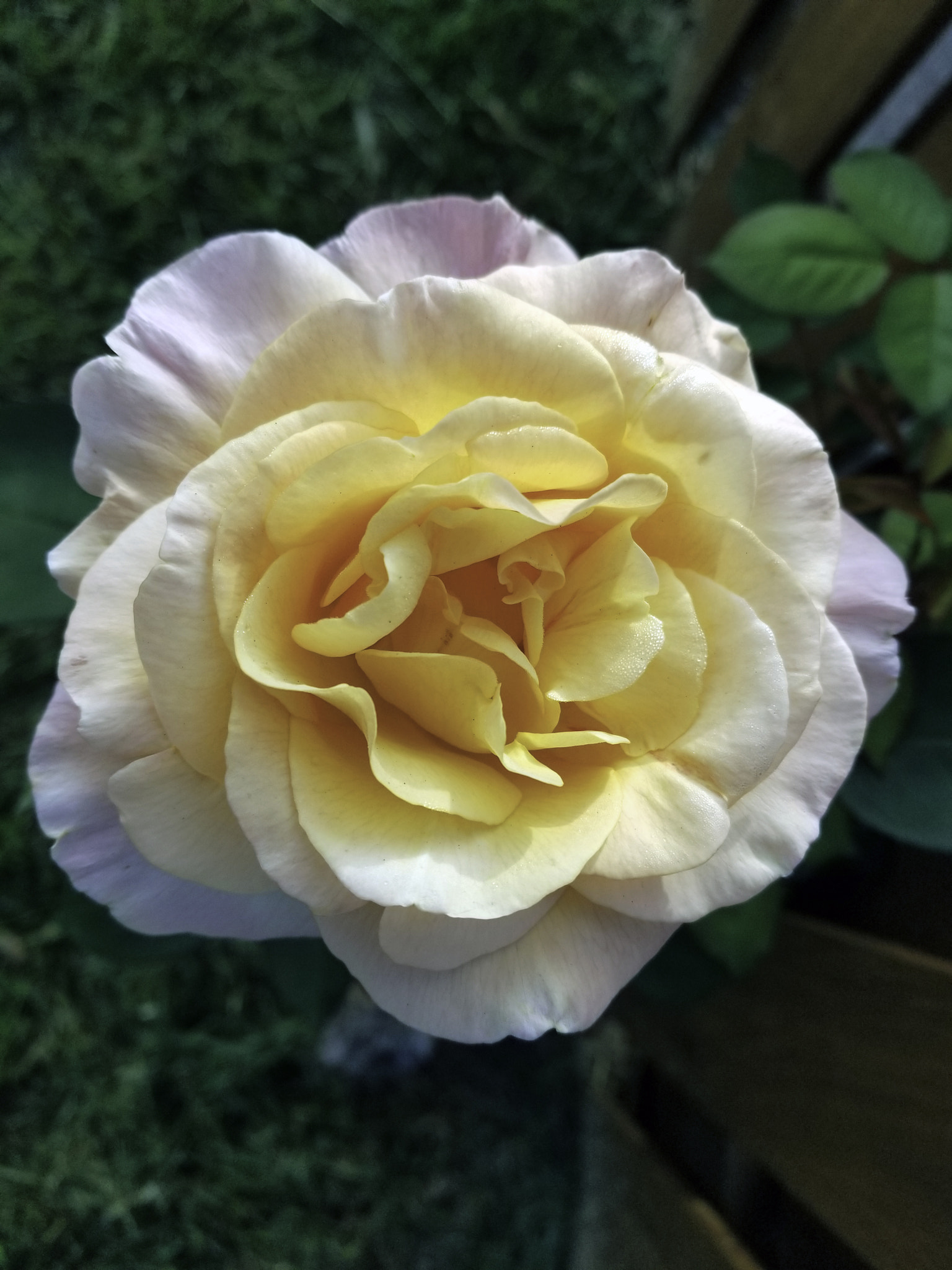 Samsung Galaxy S8 Active sample photo. A rose in our front yard photography