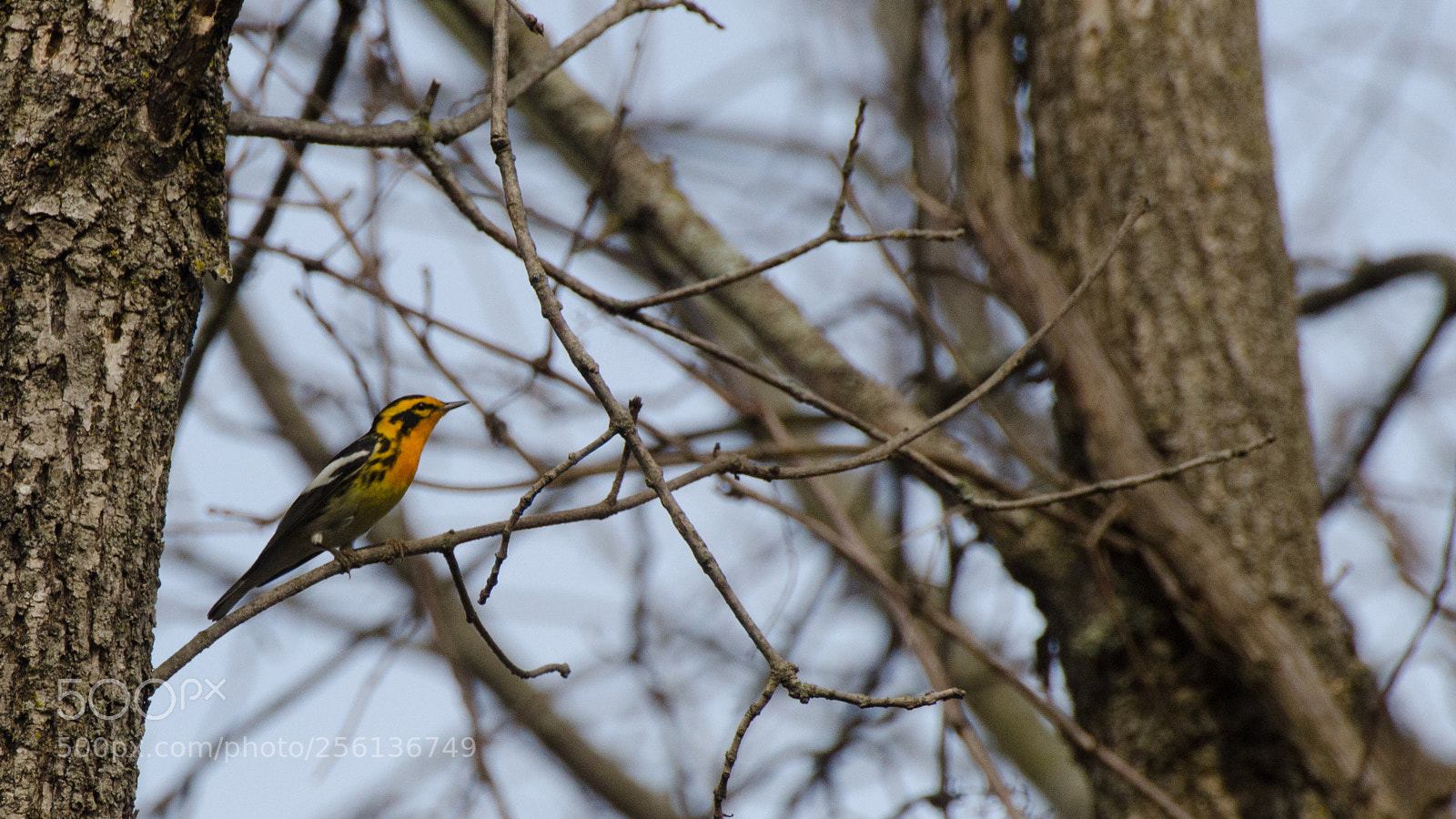 Nikon D7000 sample photo. Blackburnian warbler photography