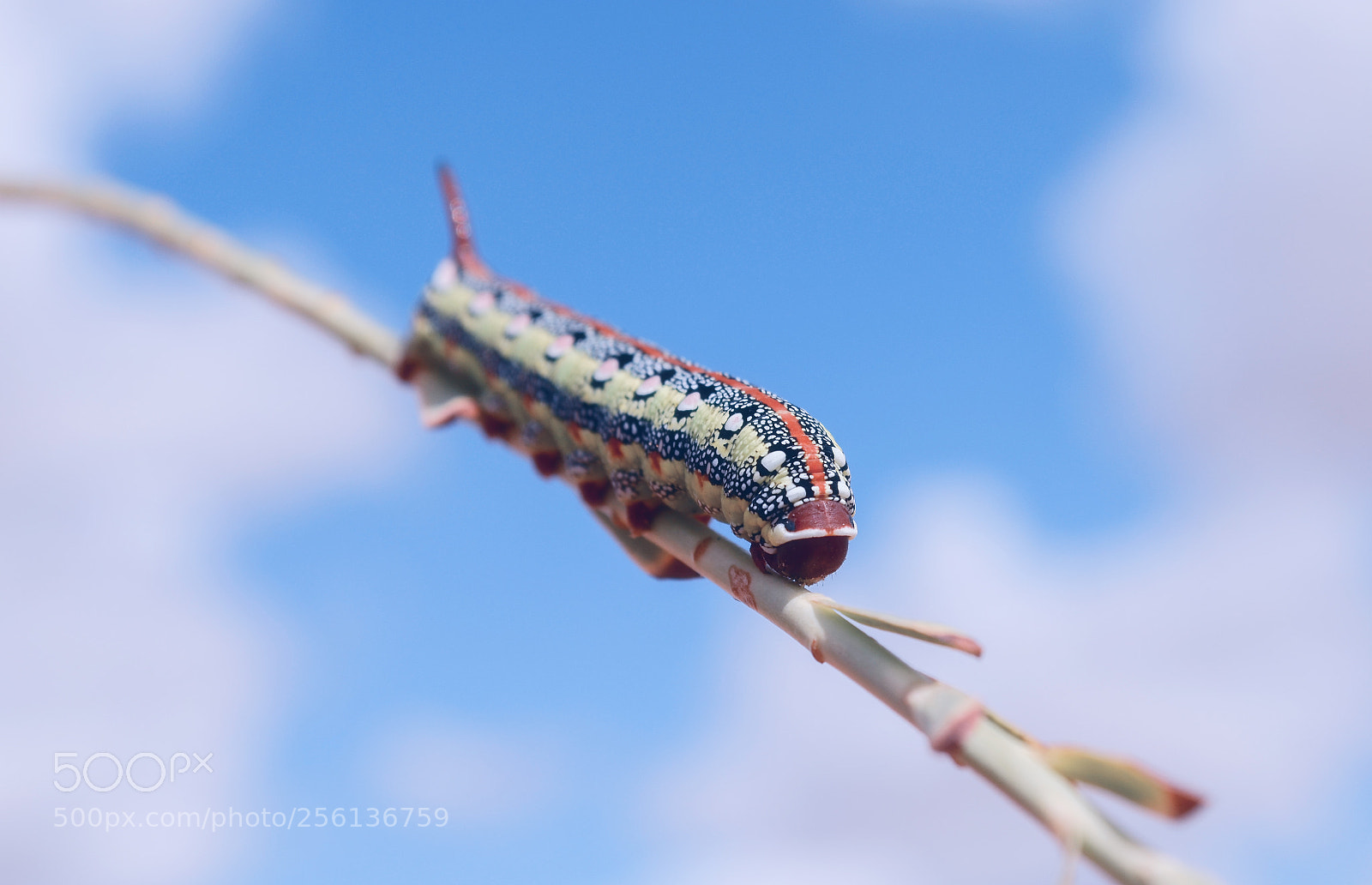 Nikon D5100 sample photo. Worm photography