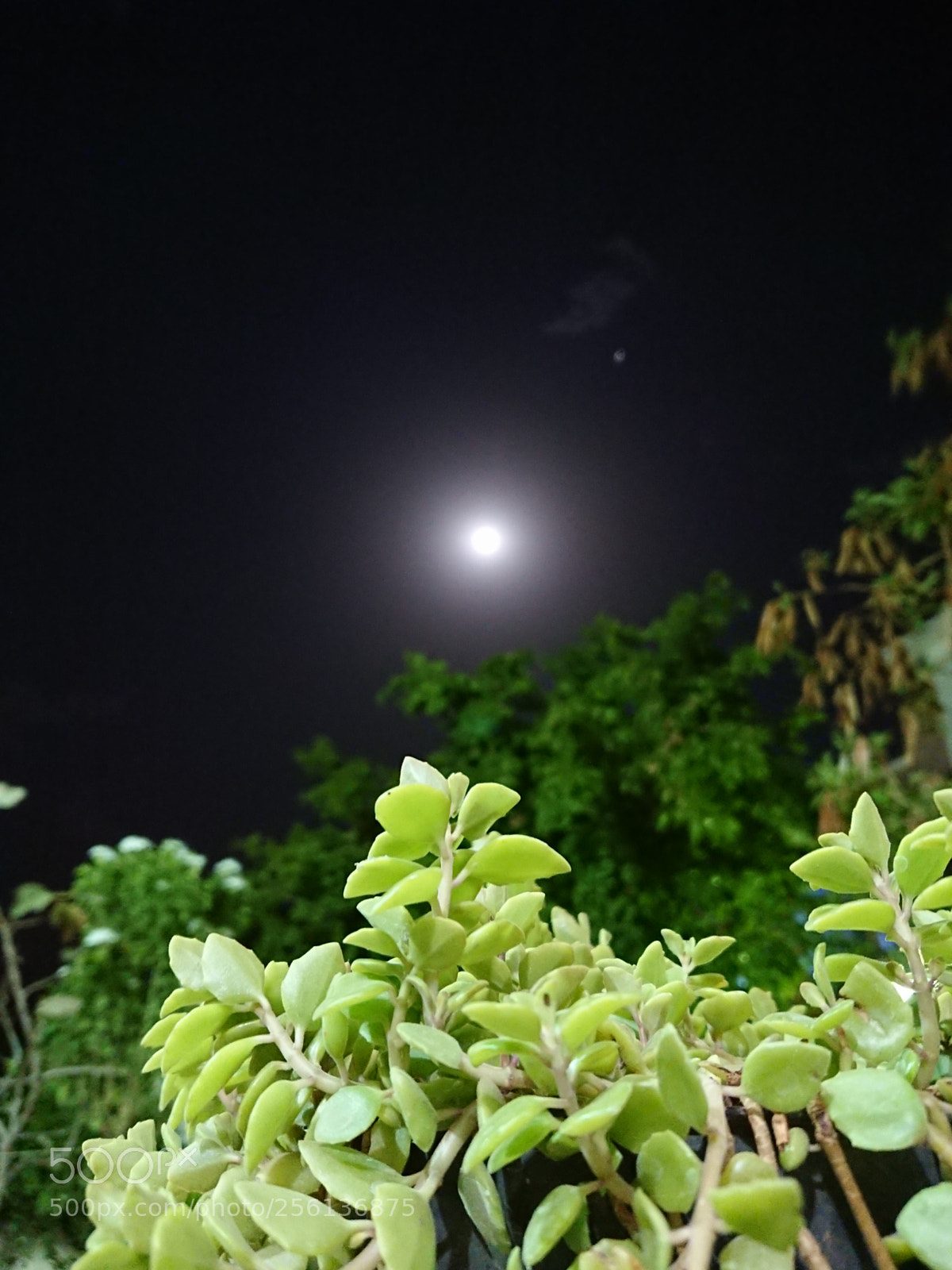 Sony Xperia XZ Premium sample photo. I'm the moon photography